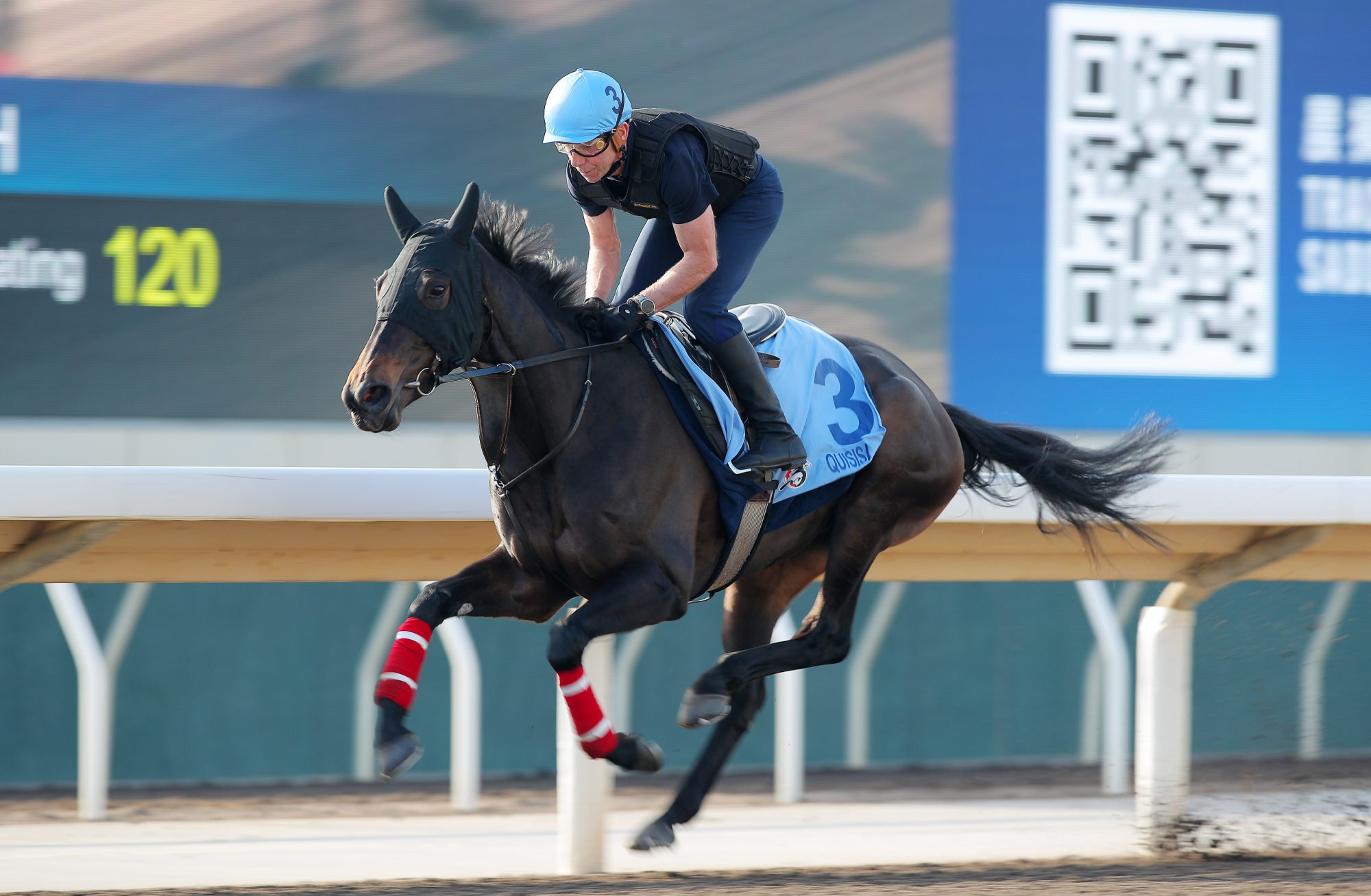 Quisisana gallops at Sha Tin. Quisisana gallops at Sha Tin.