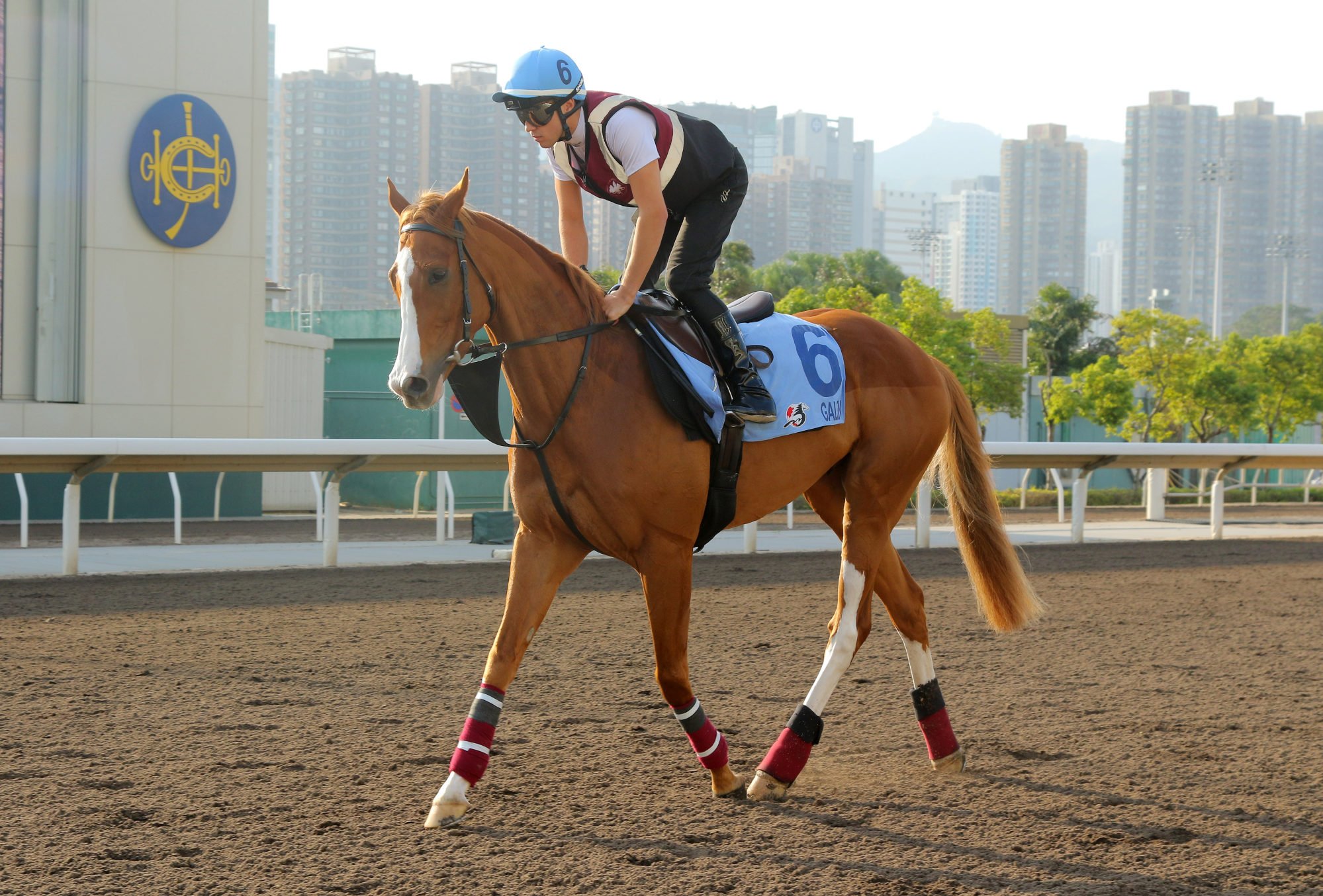 Al Riffa struts his stuff at Sha Tin. Al Riffa struts his stuff at Sha Tin.