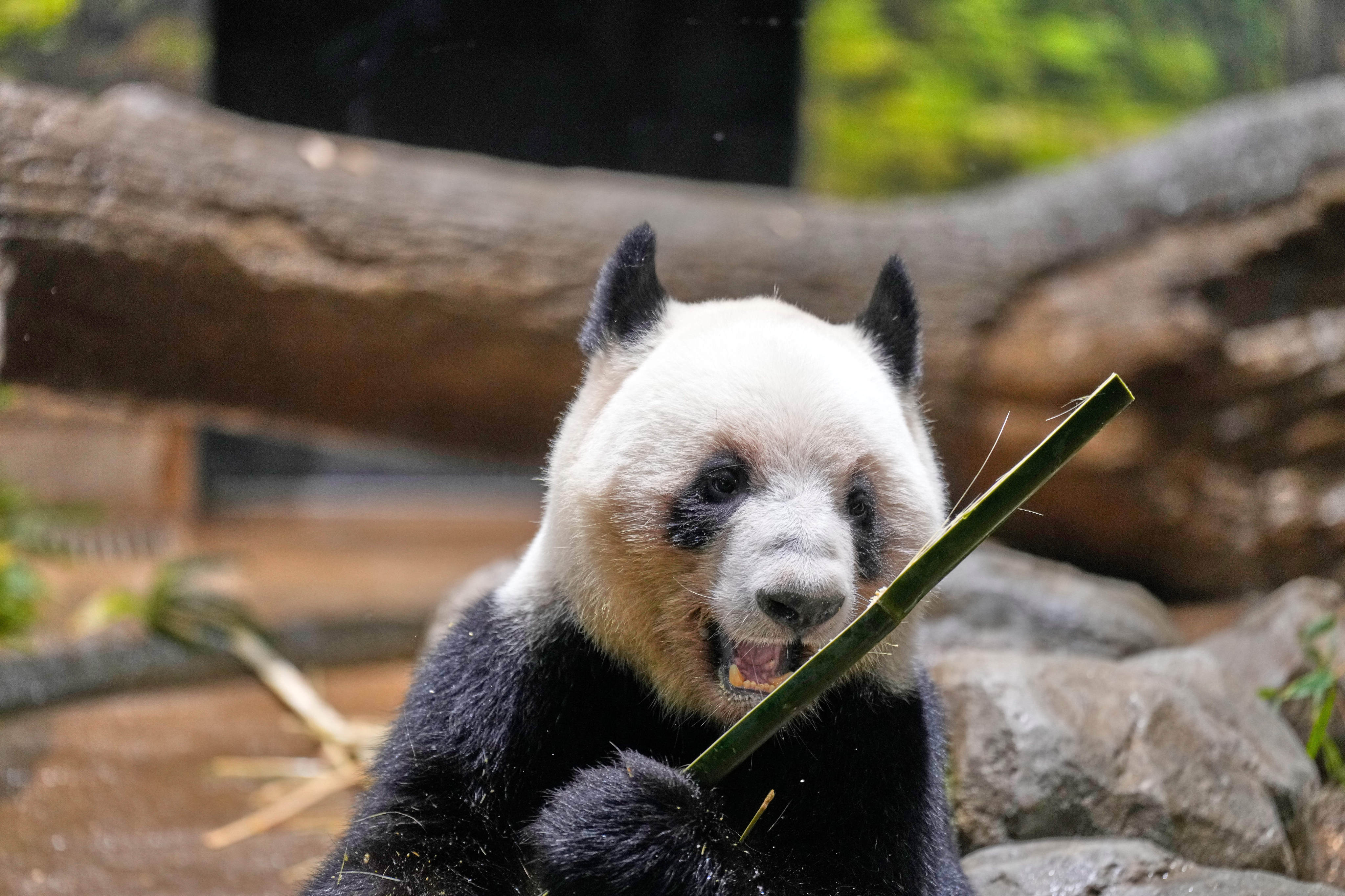 Giant panda Lei Lei eats bamboo at Ueno Zoo in Tokyo, Tuesday, Dec. 16, 2025, a day after Japan announced the pandas will be returned to China in January 2026. (AP Photo/Eugene Hoshiko)
