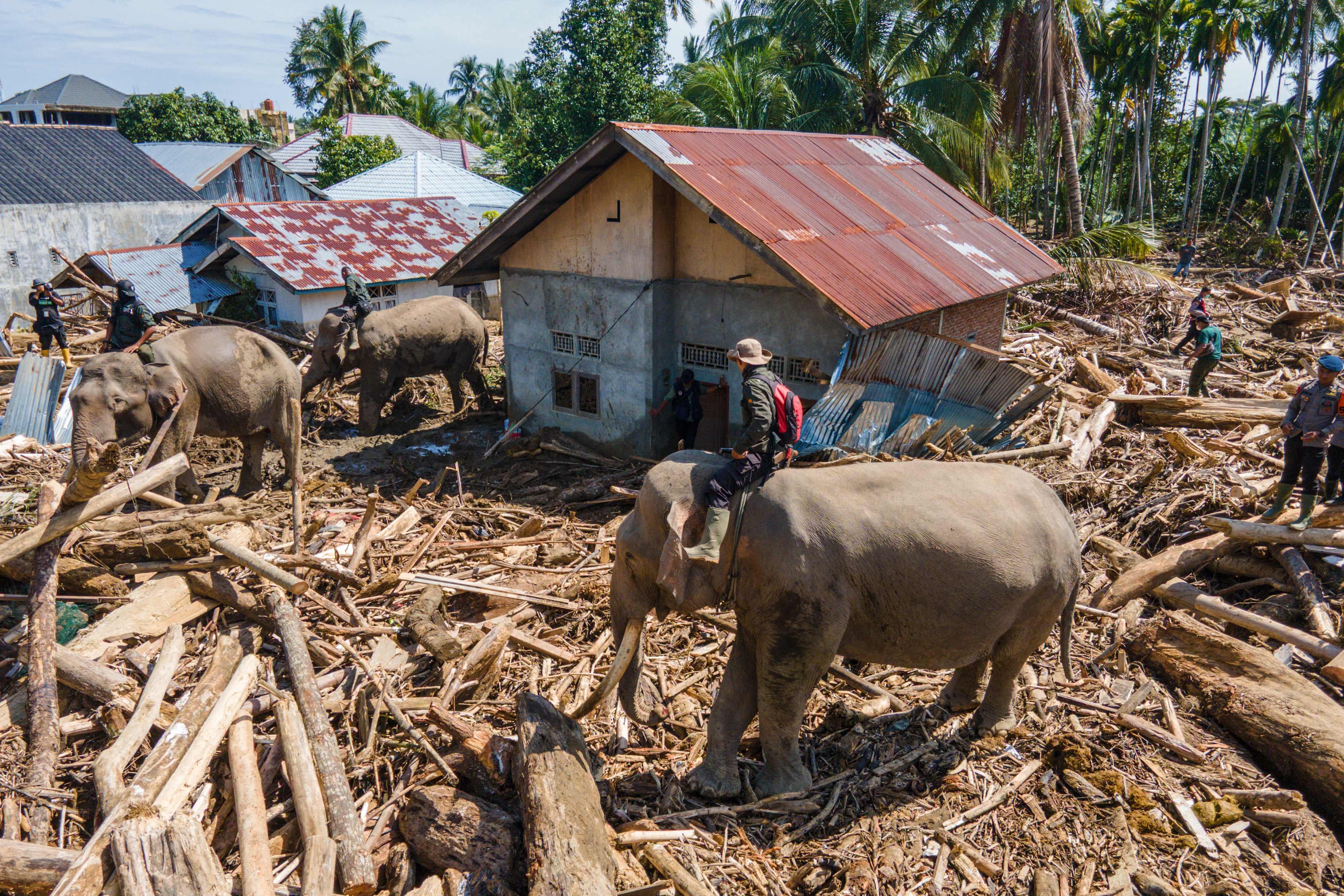 Sumatran elephants deployed to help clear tree debris last week following flash floods in Meureudu, Pidie Jaya district, Aceh province, Indonesia. Photo: AFP