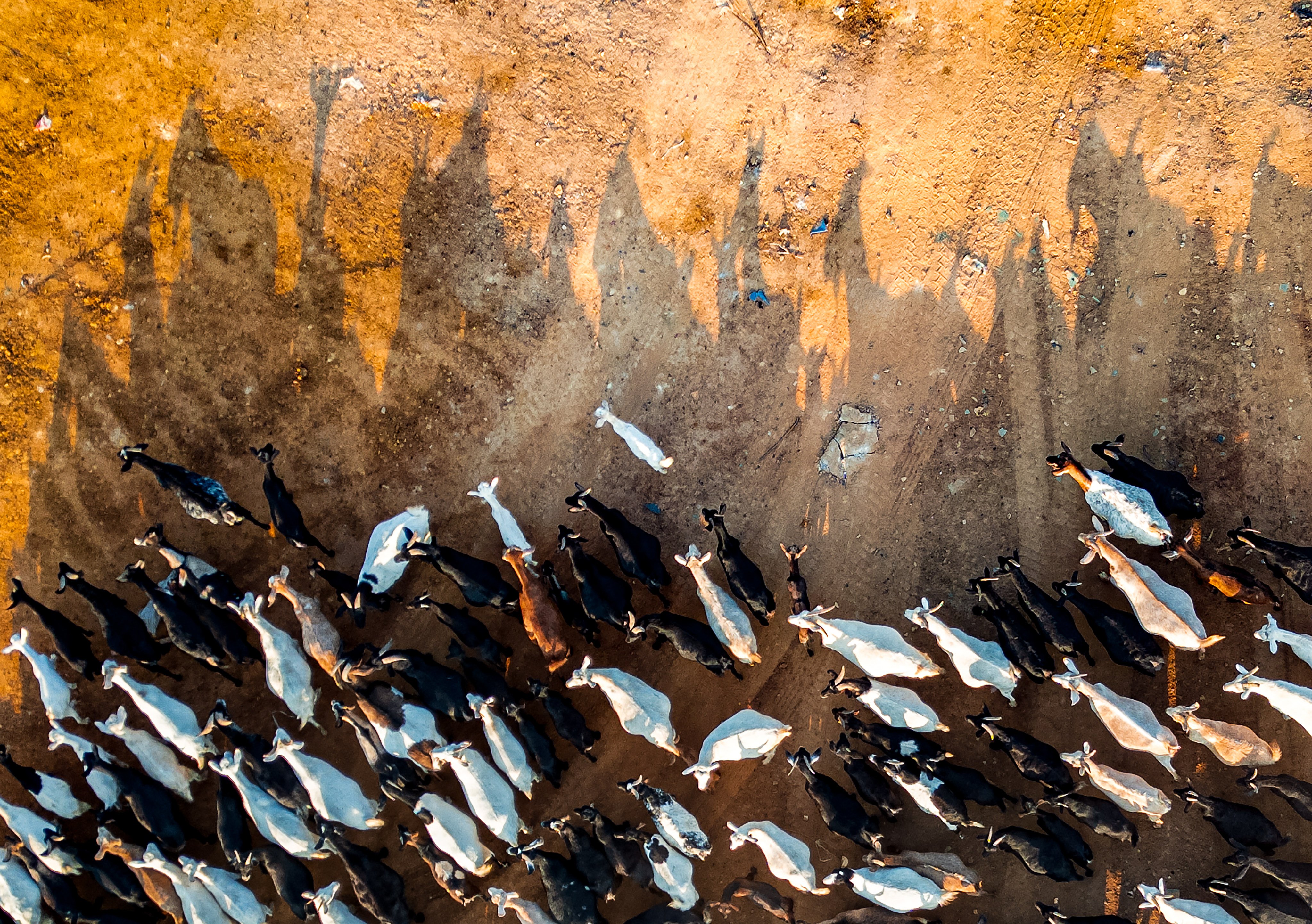 The owner of the 600 goats has struggled to find new land for the herd. Photo: Eugene Lee