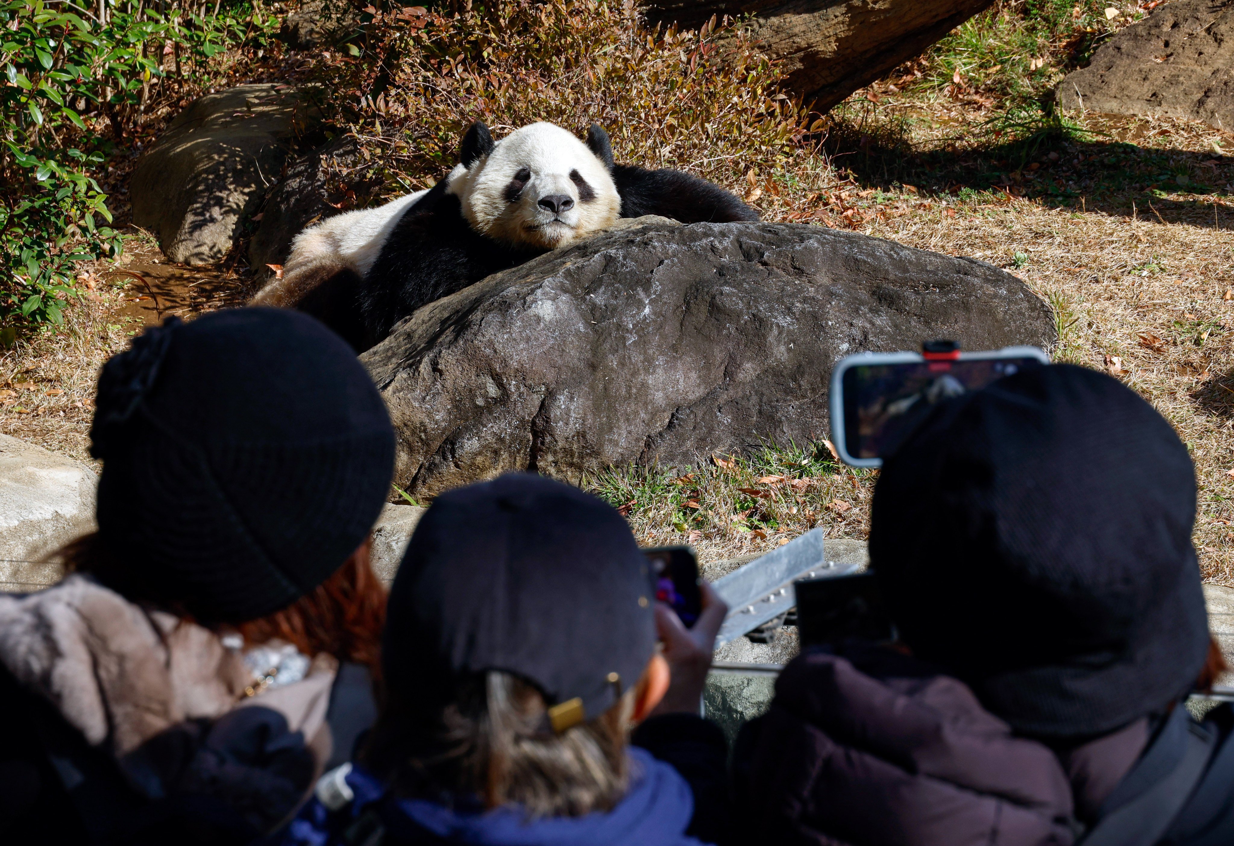 Visitors take pictures of giant panda Xiao Xiao at Ueno Zoo in Tokyo. Photo: EPA
