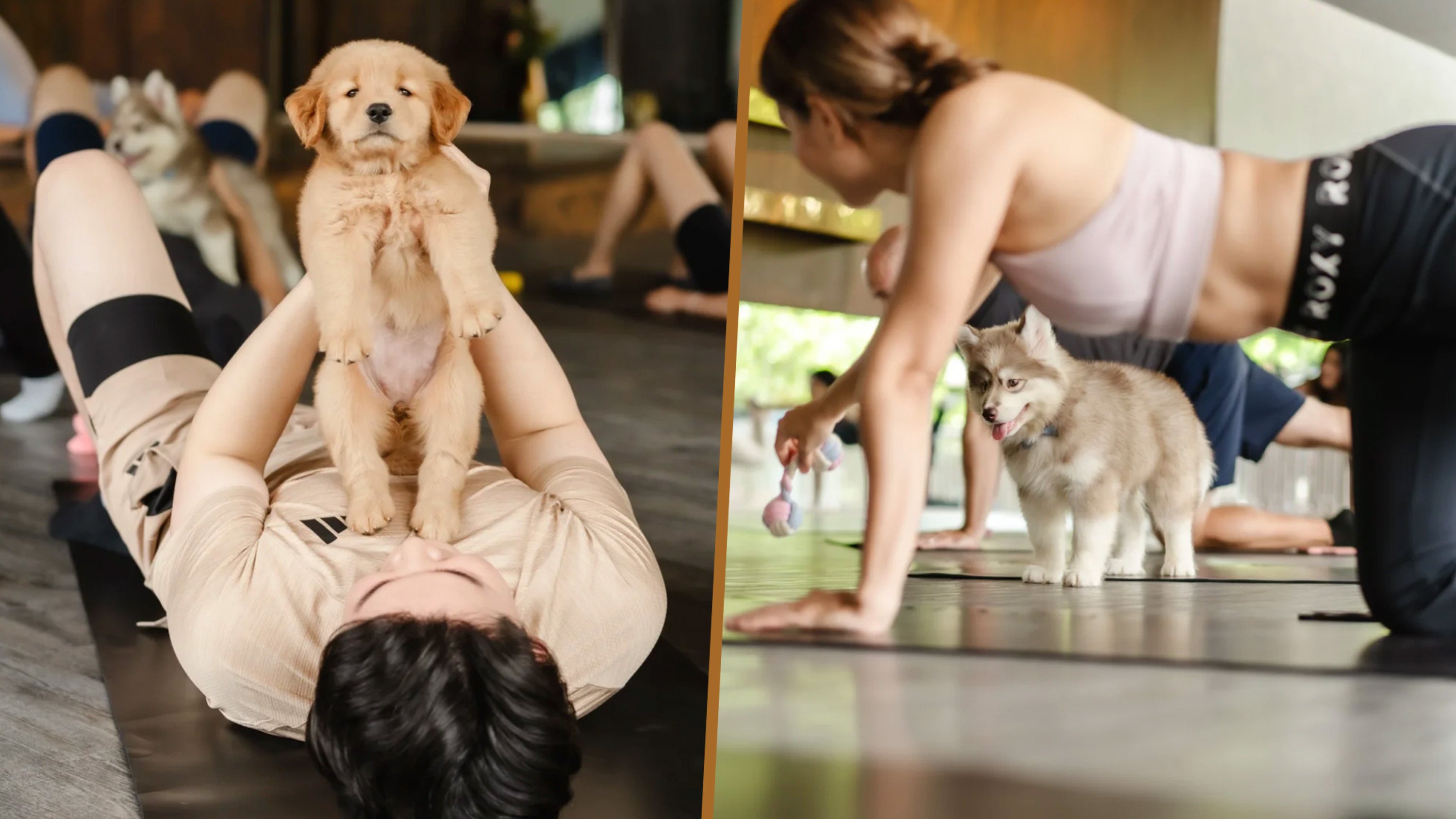 A puppy yoga studio in Bangkok offers visitors comfort and stress relief for US$60 for each one-hour session. Photo: RedNote
