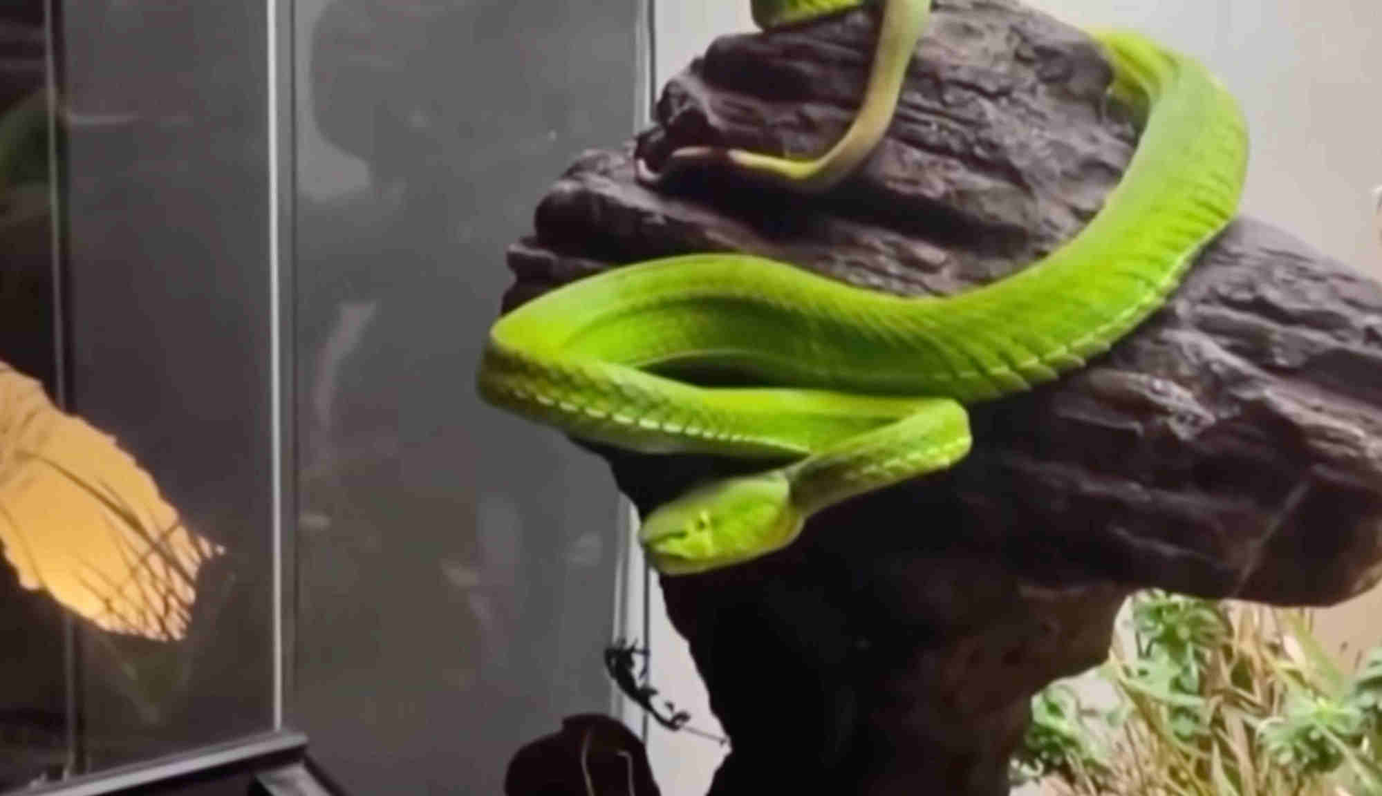The keeping of exotic animals, like the snake above, has become popular in China. Photo: CCTV The keeping of exotic animals, like the snake above, has become popular in China. Photo: CCTV