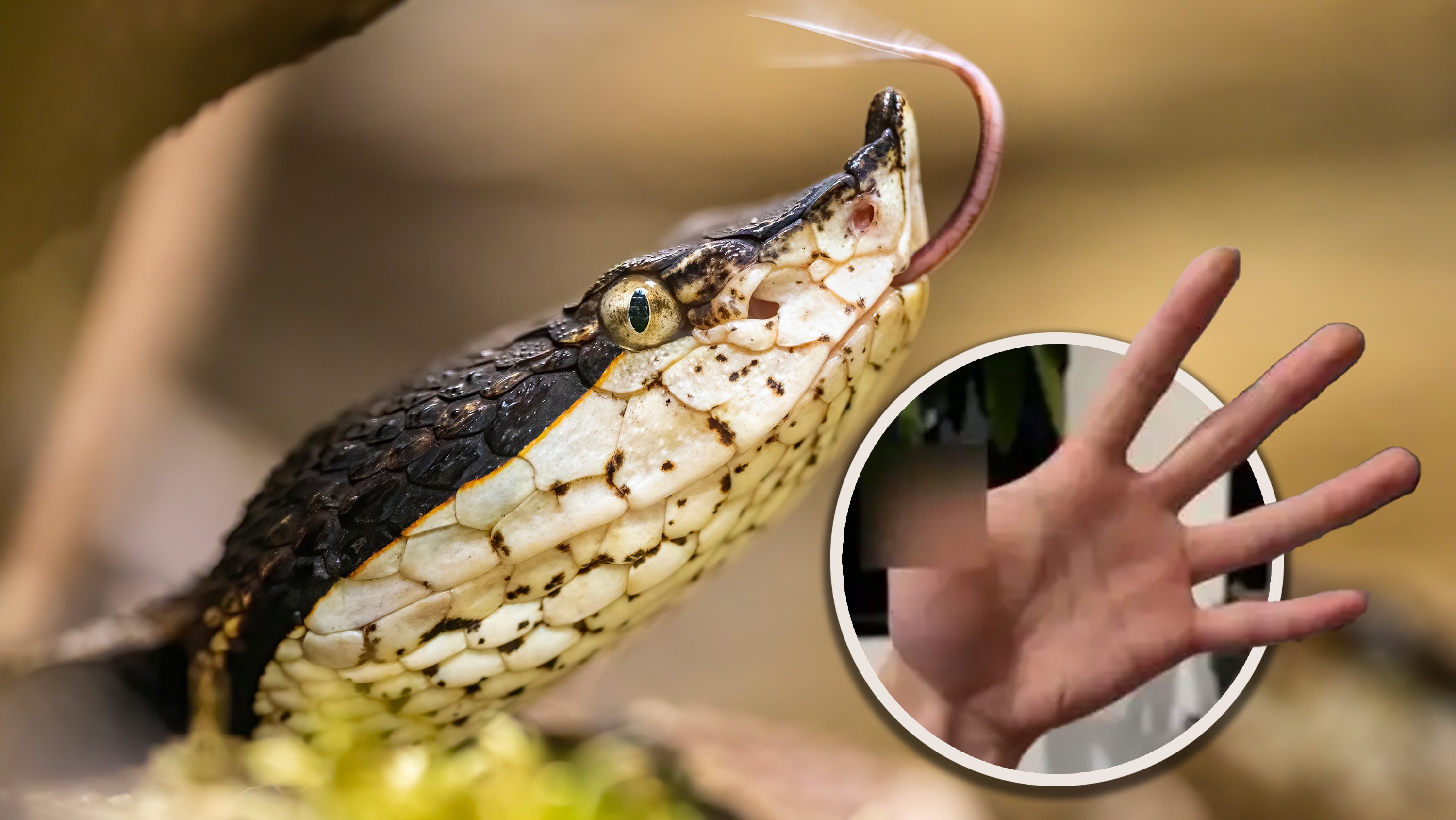 A man who hand-fed his pet snake suffered a serious bite on the thumb, leading to the amputation of the digit. Photo: Shutterstock/CCTV