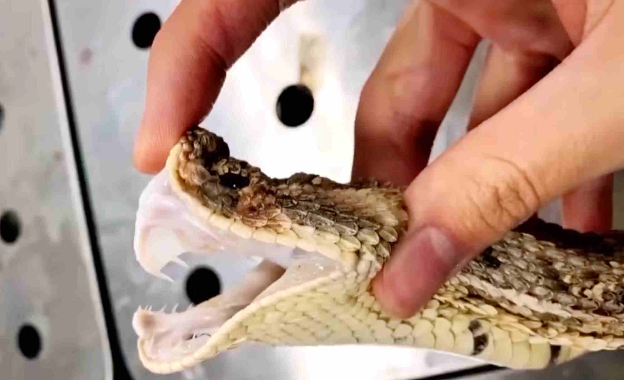 Huang’s decision to feed his reptile by hand when it was sick had serious consequences. Photo: CCTV Huang’s decision to feed his reptile by hand when it was sick had serious consequences. Photo: CCTV