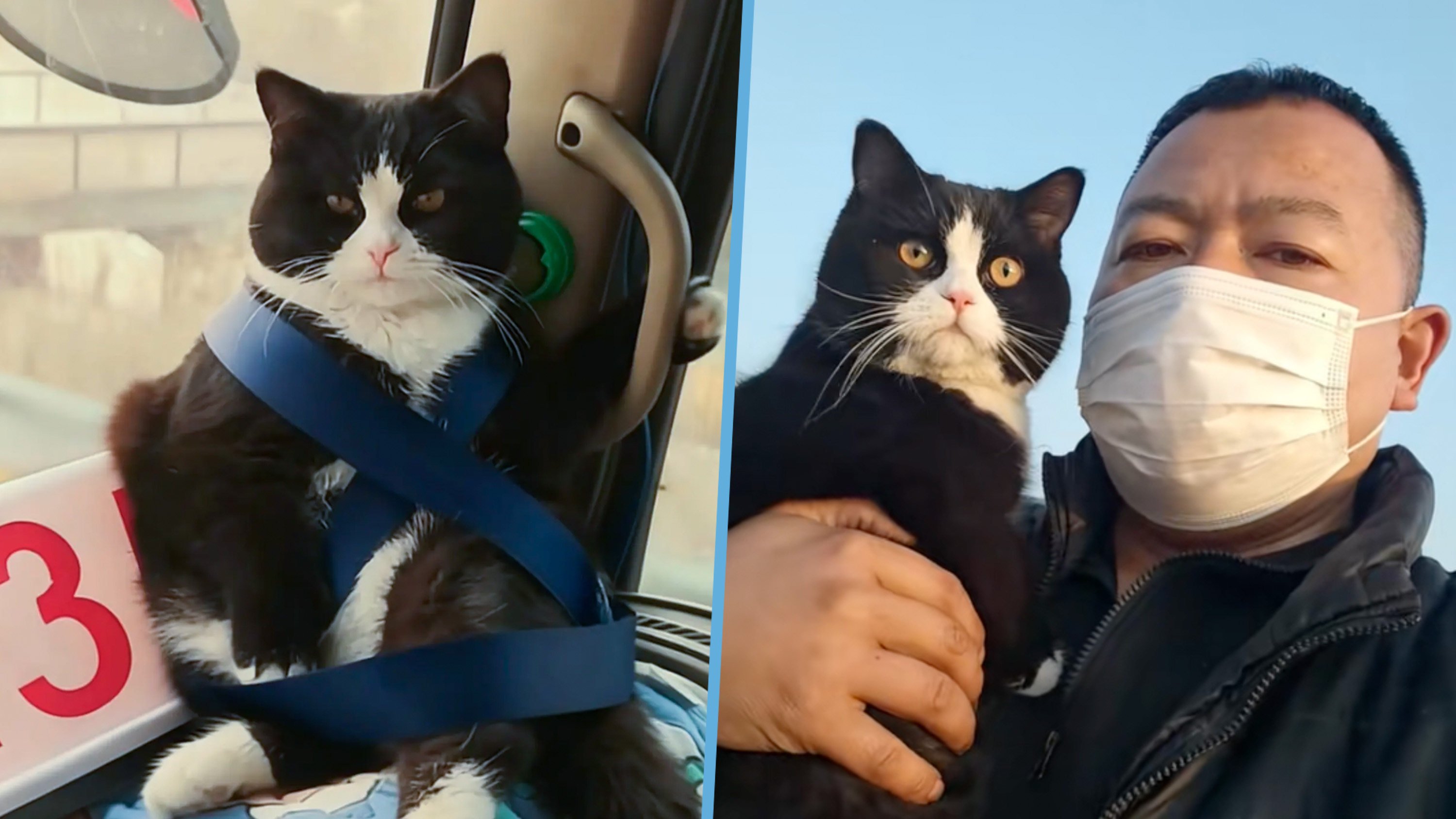 An eight-month-old cat who rides with his truck driver owner has gone viral, delighting online viewers with his habit of holding the handrail at the front window. Photo: Douyin