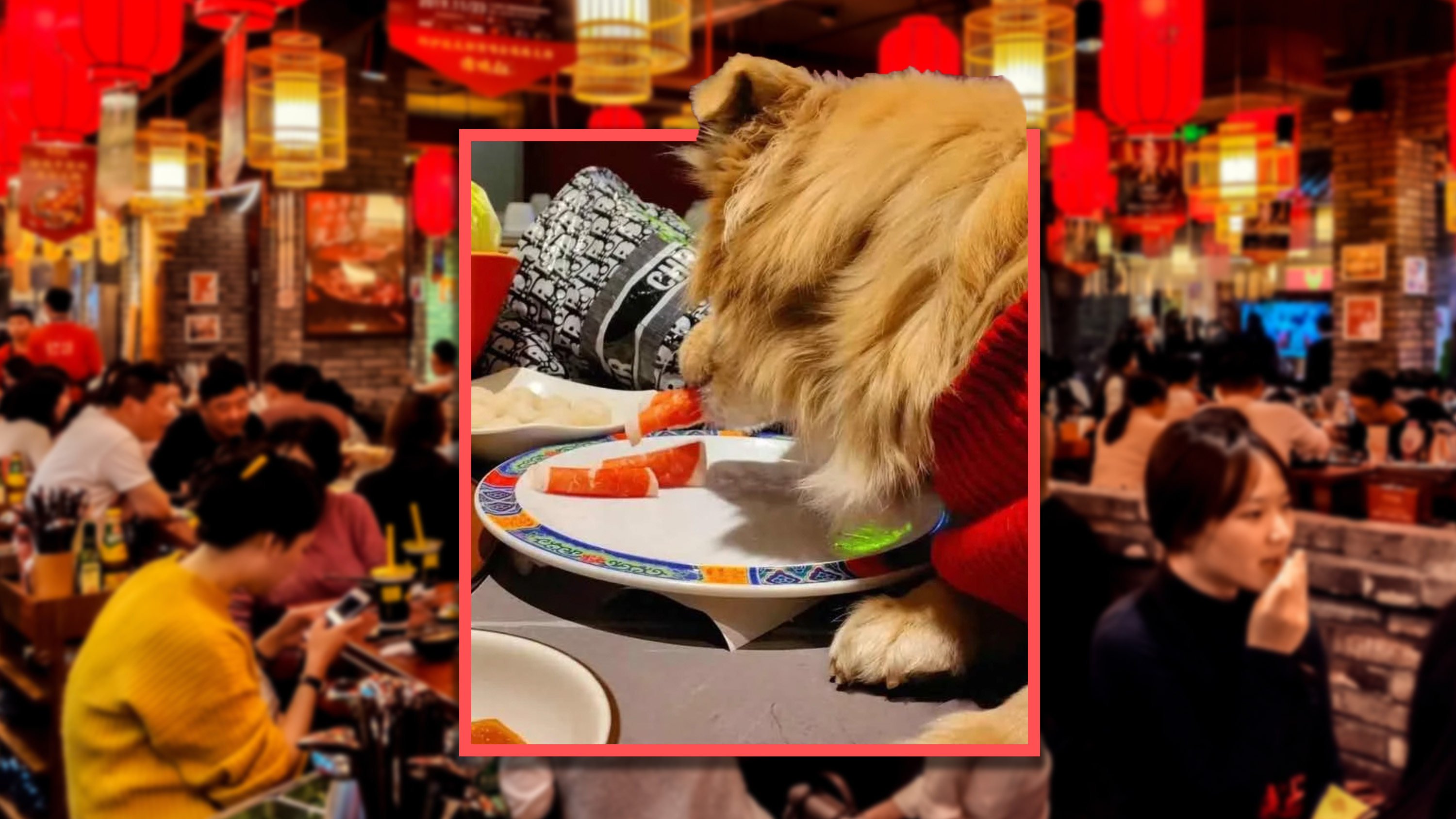 A woman filmed her dog eating raw mutton from a plate at a popular Beijing hotpot restaurant, prompting the eatery to close for three days for sterilisation. Photo: Shutterstock/RedNote
