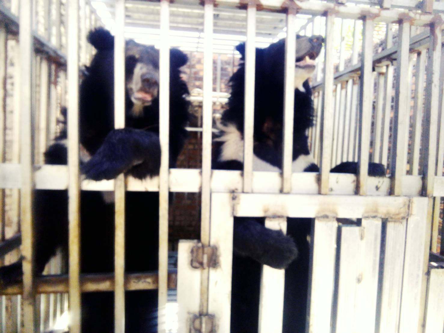 Two bears found caged inside a Cambodian casino were later rescued by Thai marines. Photo: Facebook/DNP1362