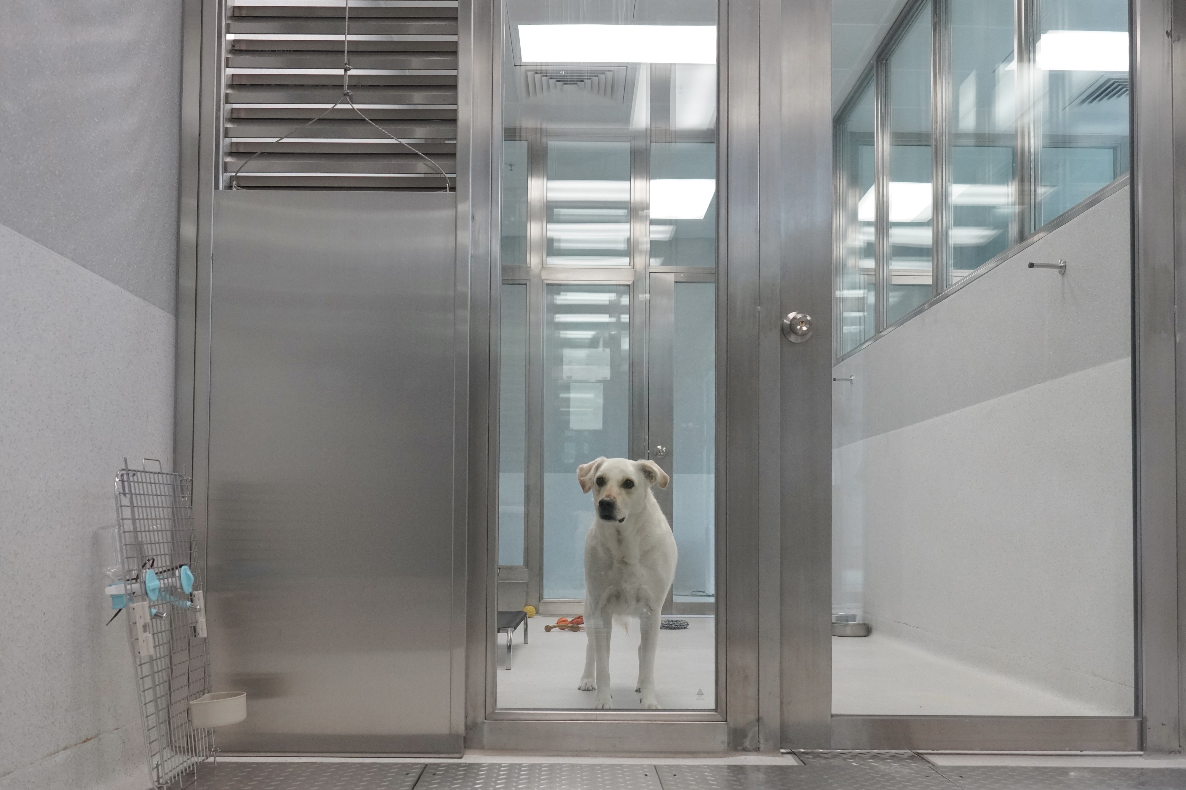 There has been an increase in applications to import pets after the city cut the quarantine period from the mainland. Photo: Karma Lo