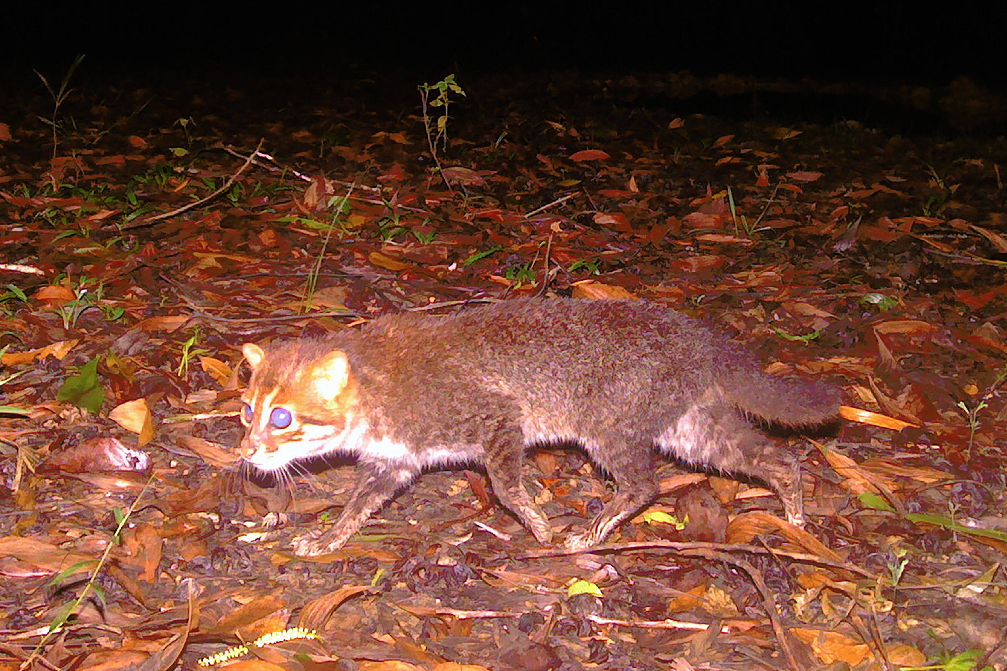 A picture taken with a camera trap shows a recently rediscovered flat-headed cat in southern Thailand. Photo:  Thailand’s Department of National Parks, Wildlife and Plant Conservation/AFP