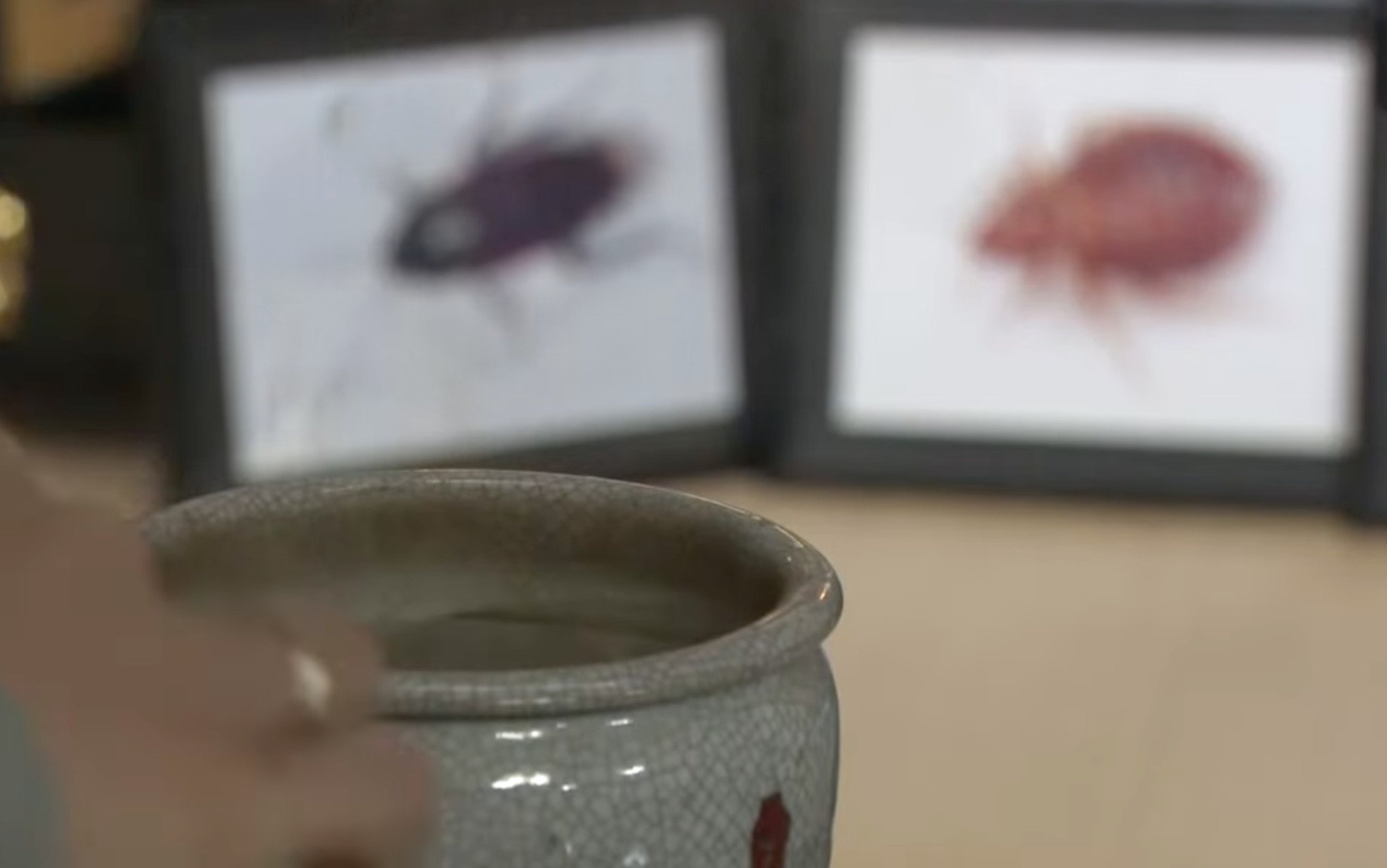 Pictures of insects were placed on a Buddhist altar during the ceremony. Photo: ABCTVnews