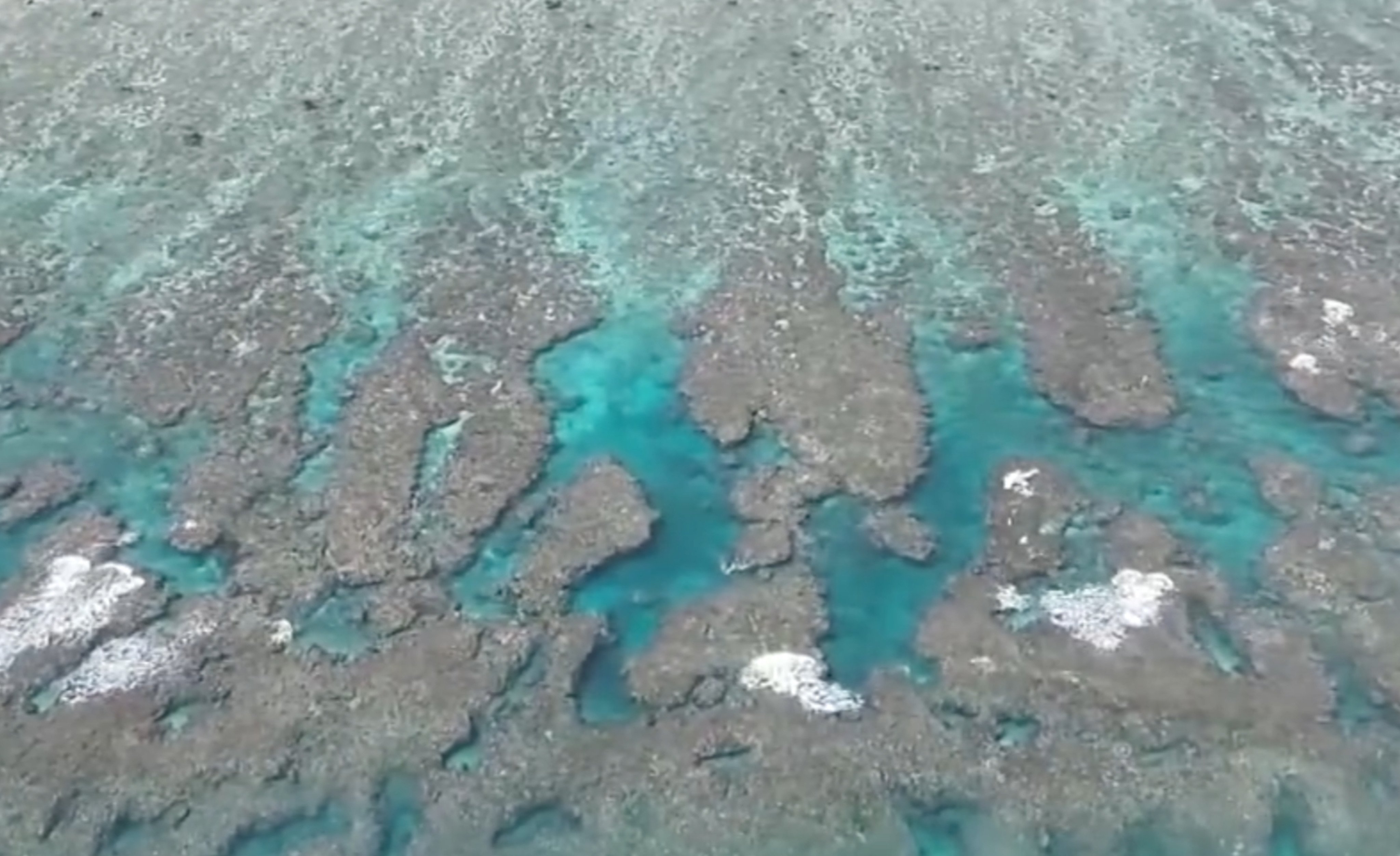 The report said 135 different species of coral were found at the reef. Photo: CCTV
