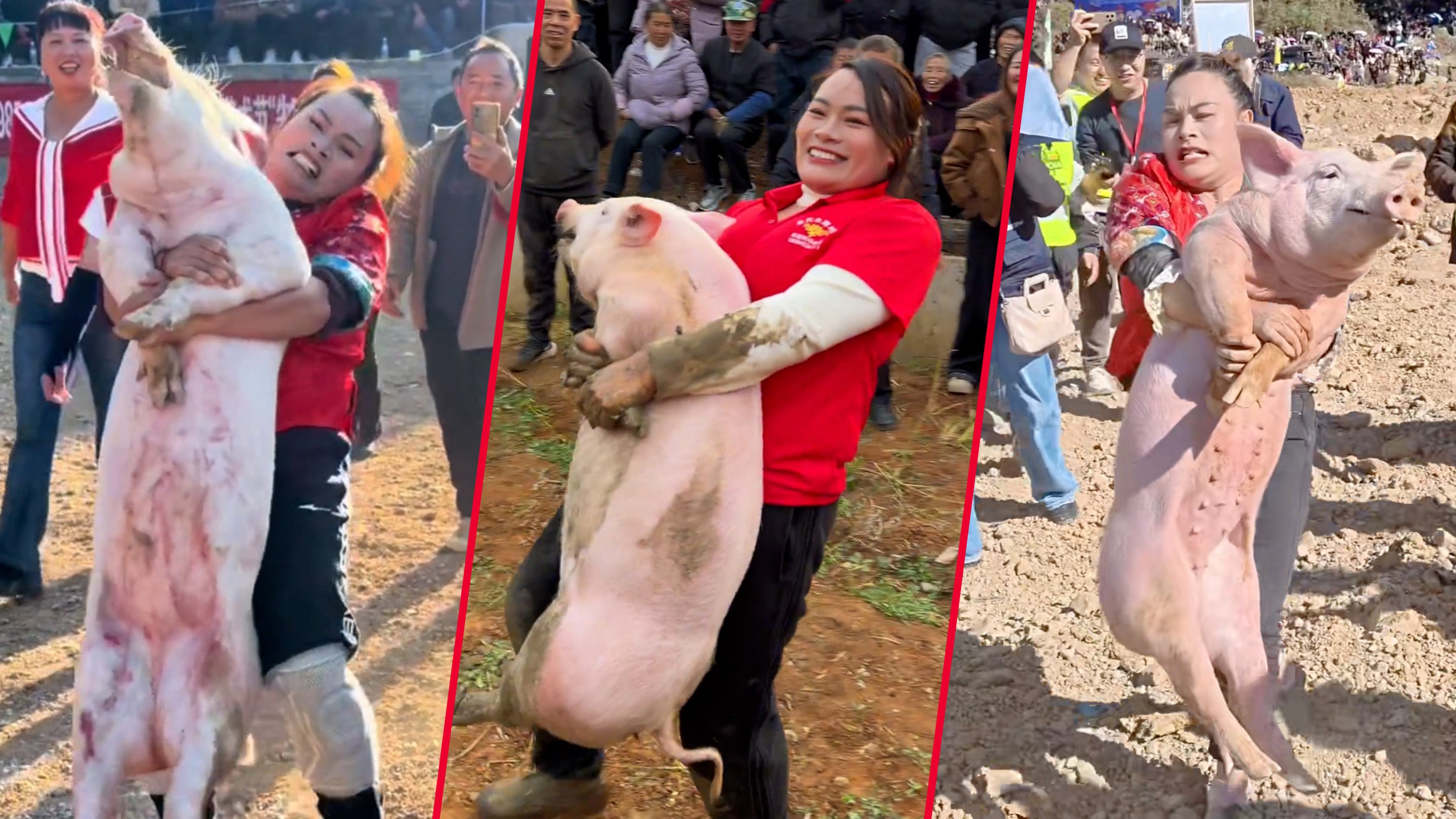 A woman in rural China has won 22 pigs in 26 pig-catching contests over the past year, the heaviest of them weighing in at 73kg. Photo: SCMP composite/Douyin
