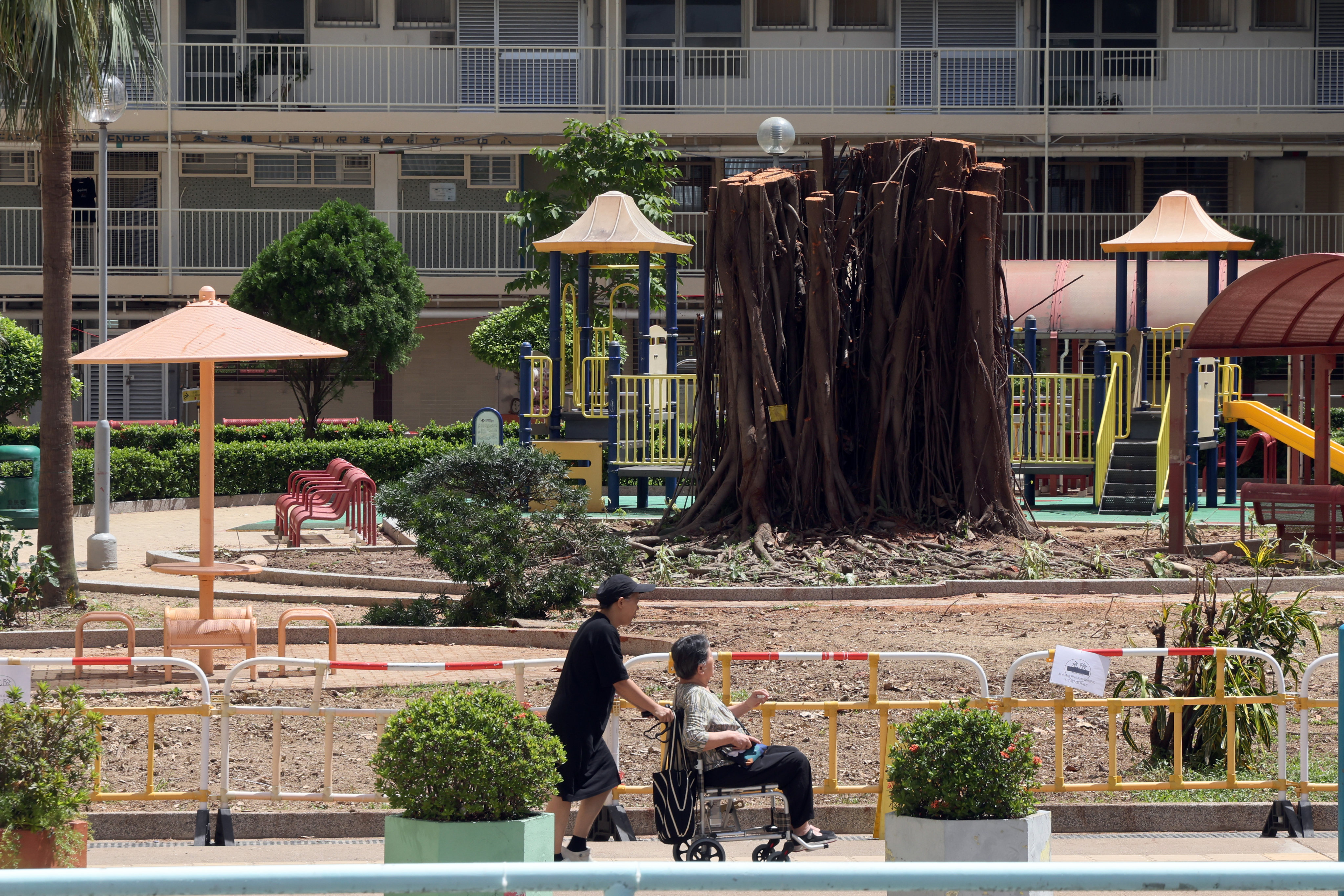 A decades-old tree in Oi Man Estate at Ho Man Tin was blown down during Super Typhoon Ragasa. The photo shows the tree’s trunk re-erected after the crown and branches were sawn off. Photo: Jelly Tse