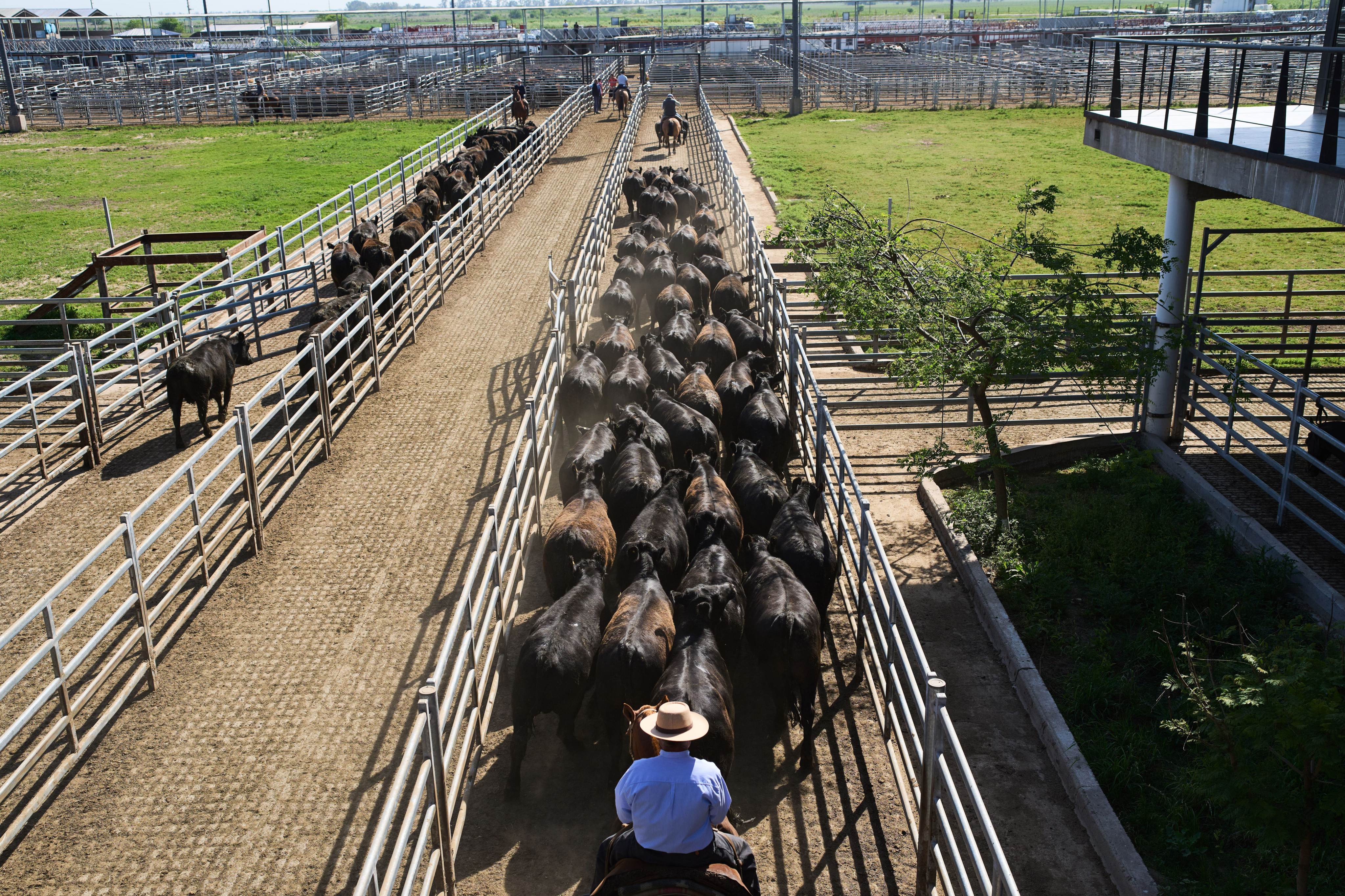 Handlers move cattle at a livestock market in Canuelas, Argentina, in October. China is kicking off 2026 with additional tariffs on beef imports exceeding specific quotas for major trading partners. Photo: AP