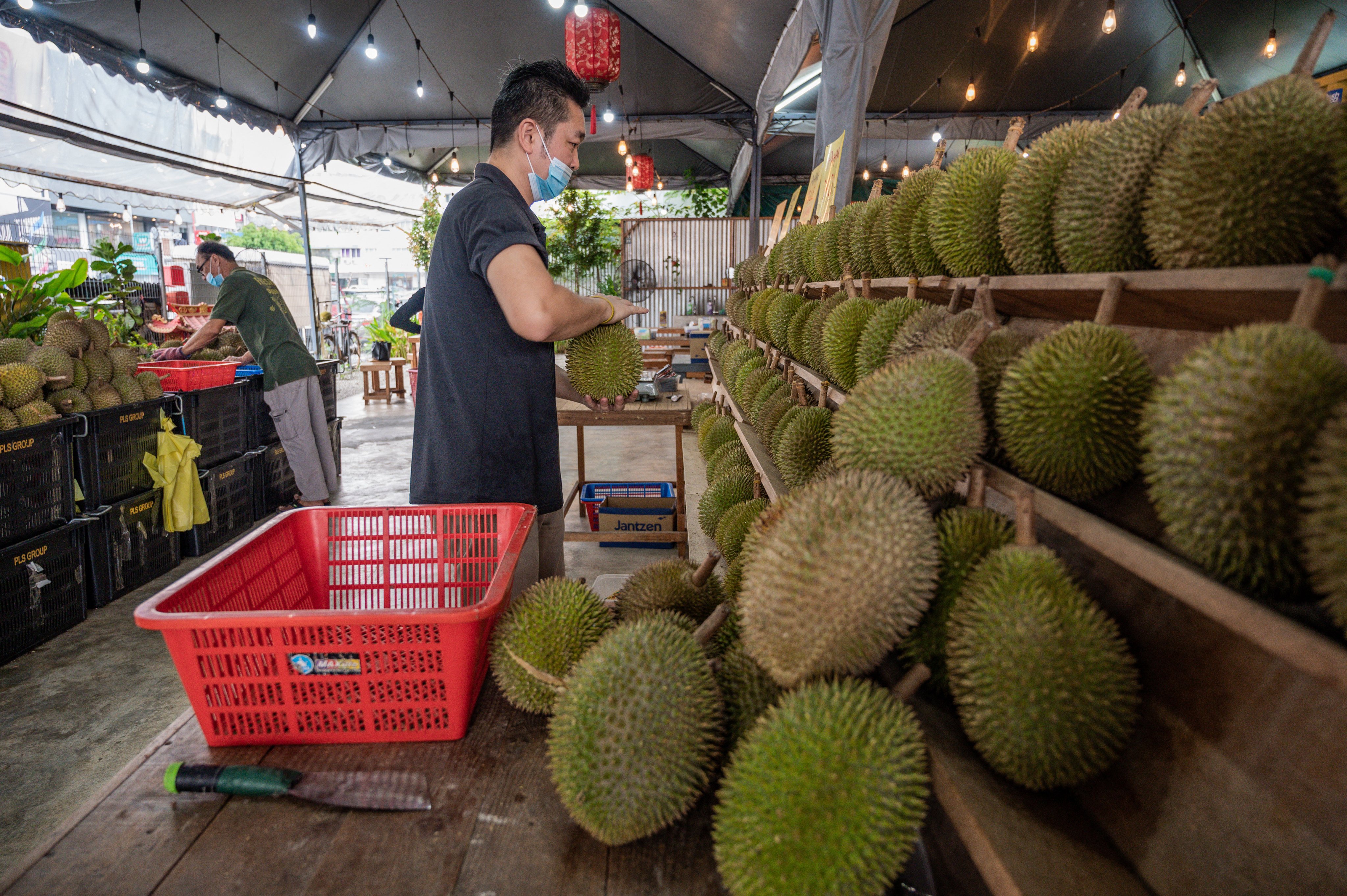A worker checks a durian at a shop in Kuala Lumpur, Malaysia. Photo: AFP