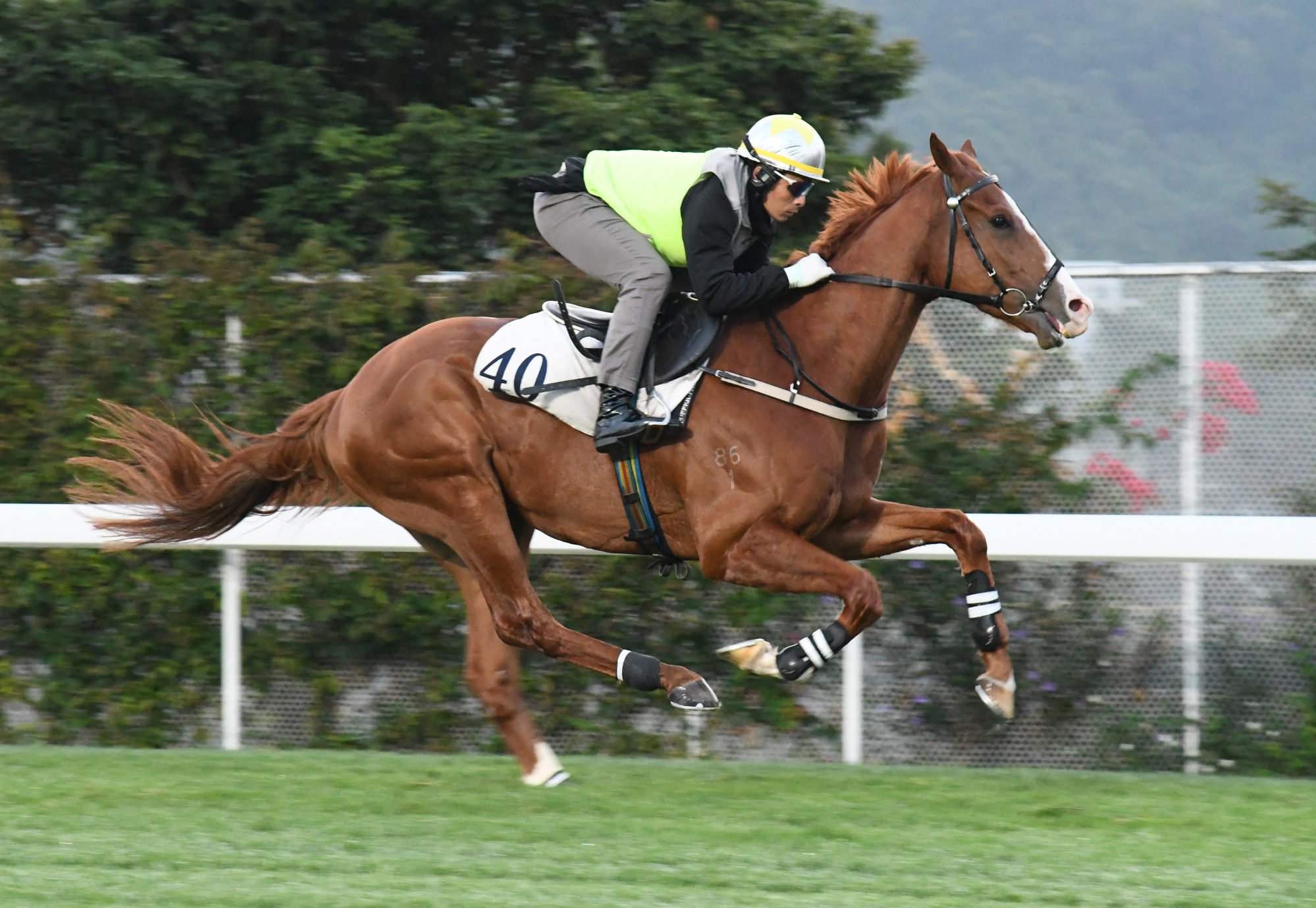 Prestige Hall gallops on the Sha Tin turf.
