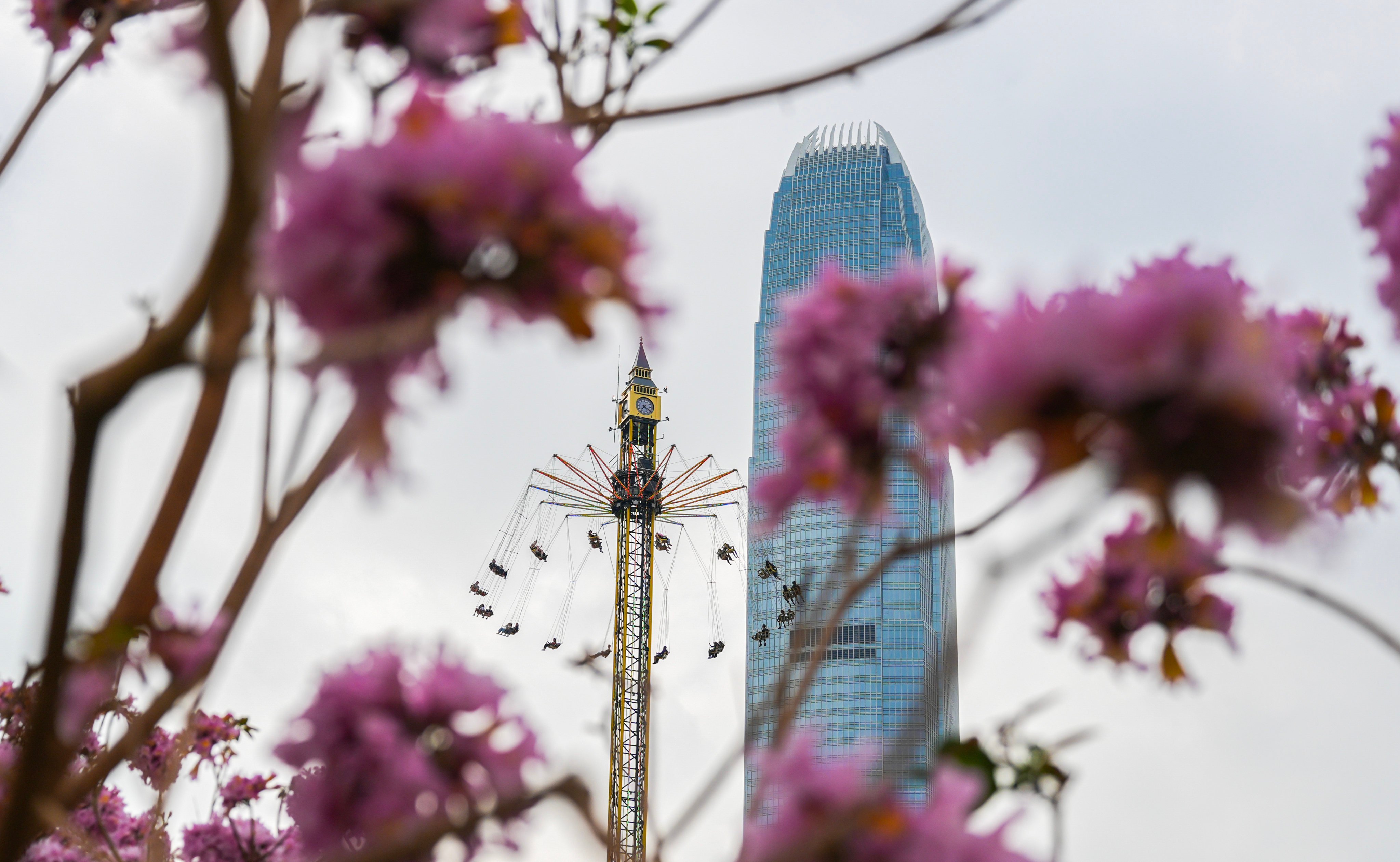 Purple tabebuia in full bloom at Tamar Park in Admiralty. Photo: Eugene Lee