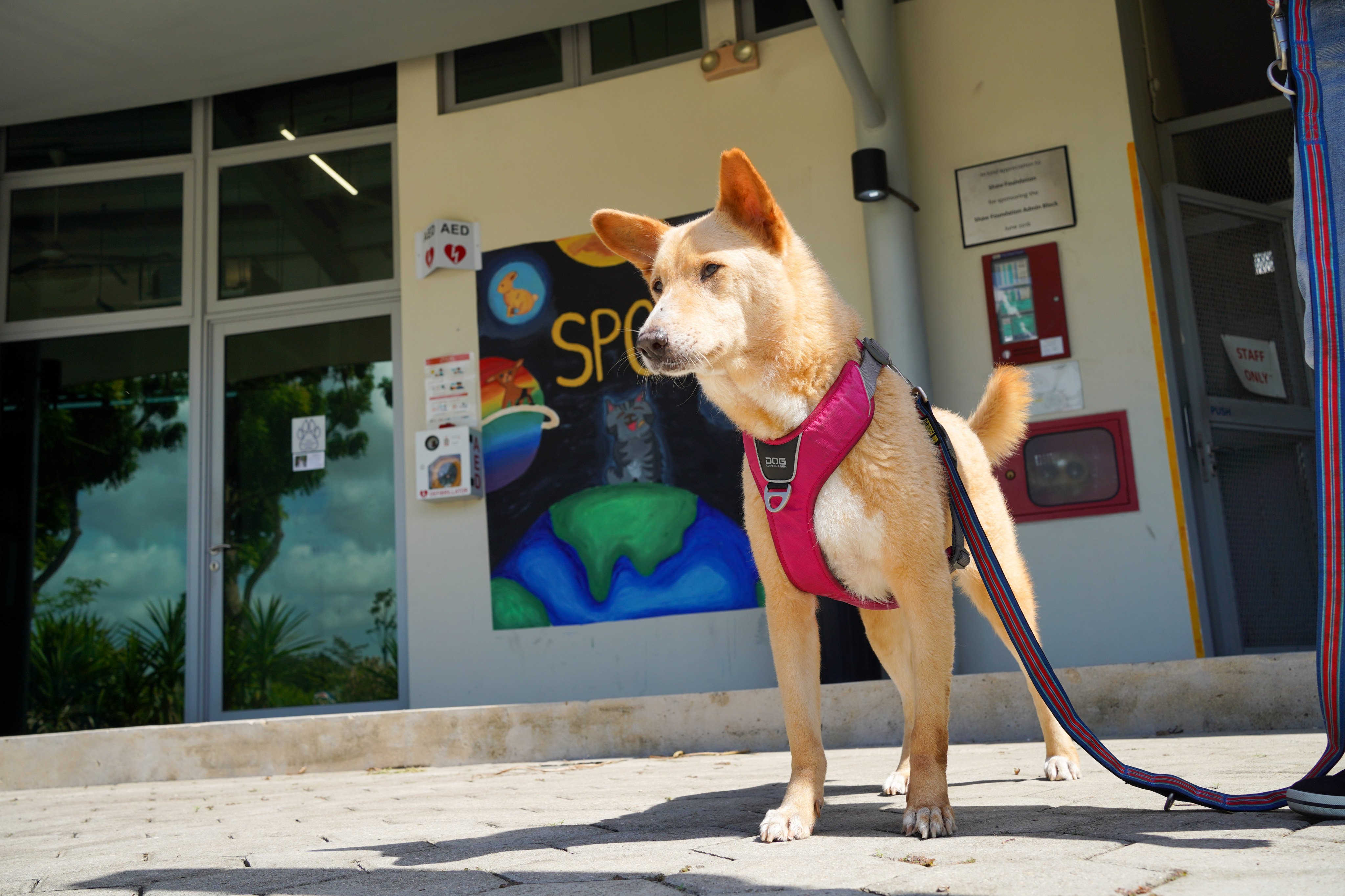 Squinty, a seven-year-old crossbreed housed by SPCA in Singapore, has been diagnosed with stage four kidney disease and requires daily supplements. Photo: Kolette Lim