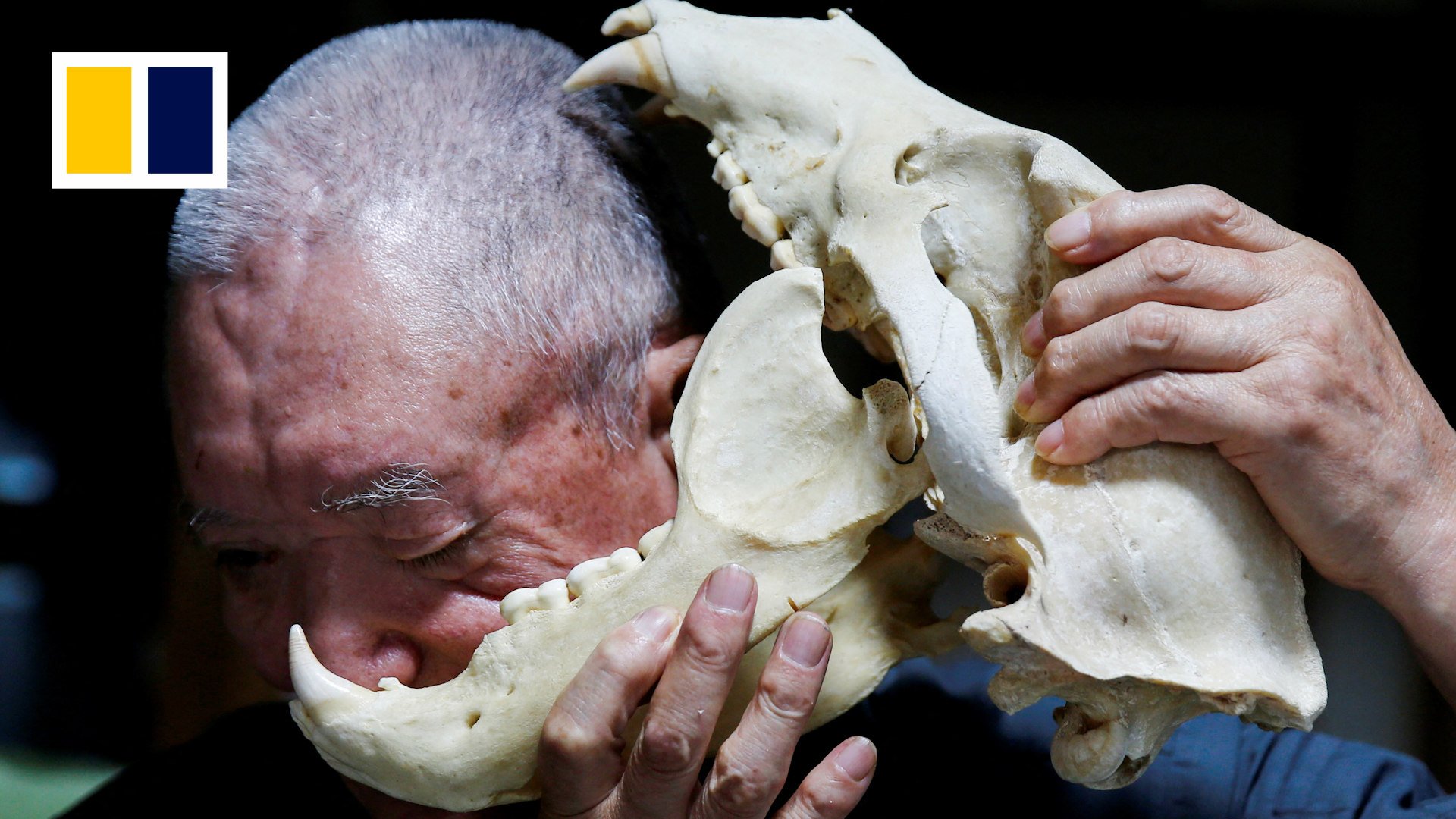 Hunter Katsuo Harada, 84, holds the skull of the bear that attacked him more than 20 years ago, during an interview with Reuters at his home in Iwamizawa, Hokkaido Prefecture, Japan October 15, 2024. (Reuters/Sakura Murakami)