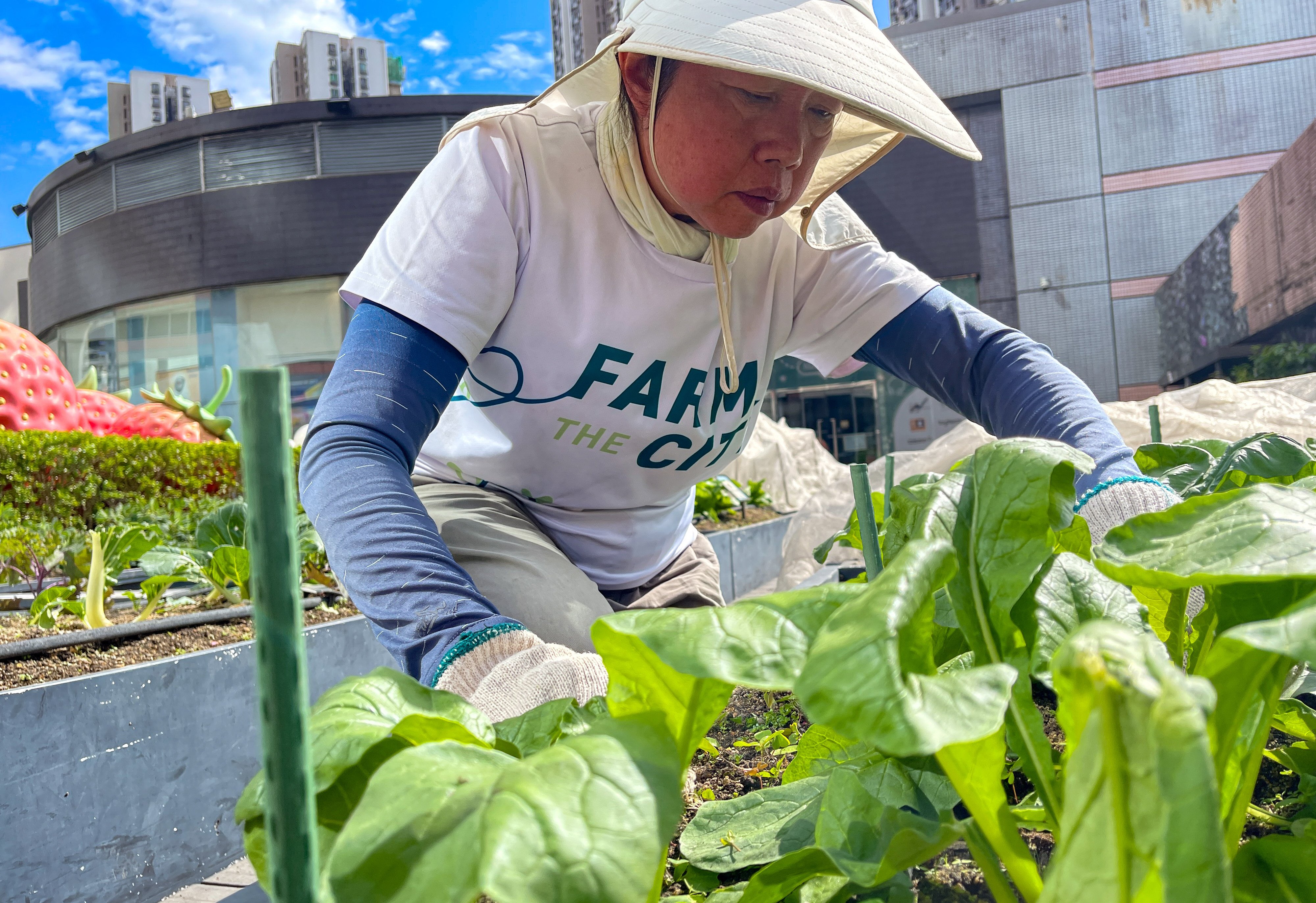 Lai Yee-man is one of many elderly people participating in Farm the City’s Metroplaza rooftop farm. Photo: Cindy Sui
