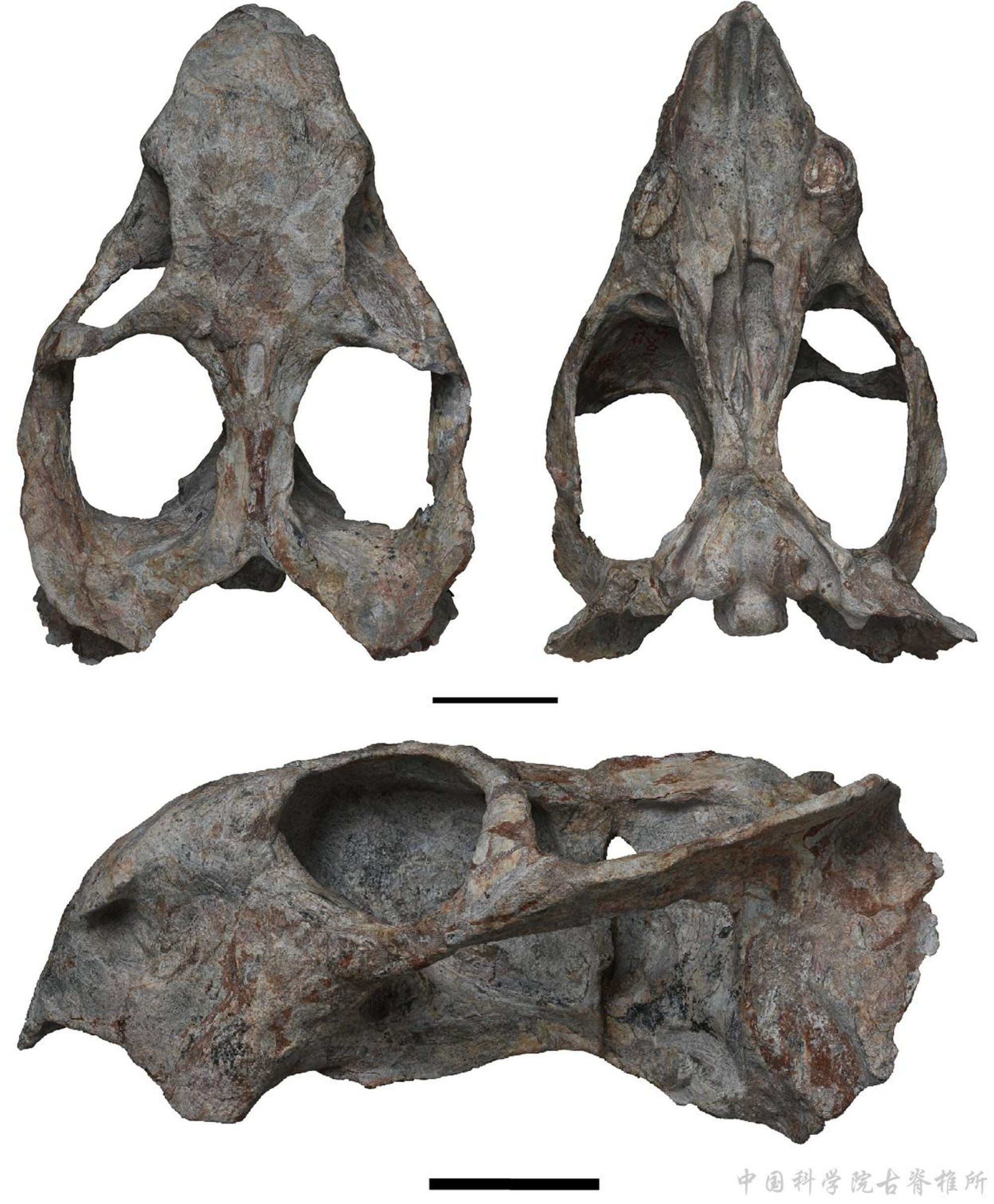 Discovery of the fossils suggests a cross-equator migration corridor in the supercontinent Pangaea. Photo: Handout Discovery of the fossils suggests a cross-equator migration corridor in the supercontinent Pangaea. Photo: Handout
