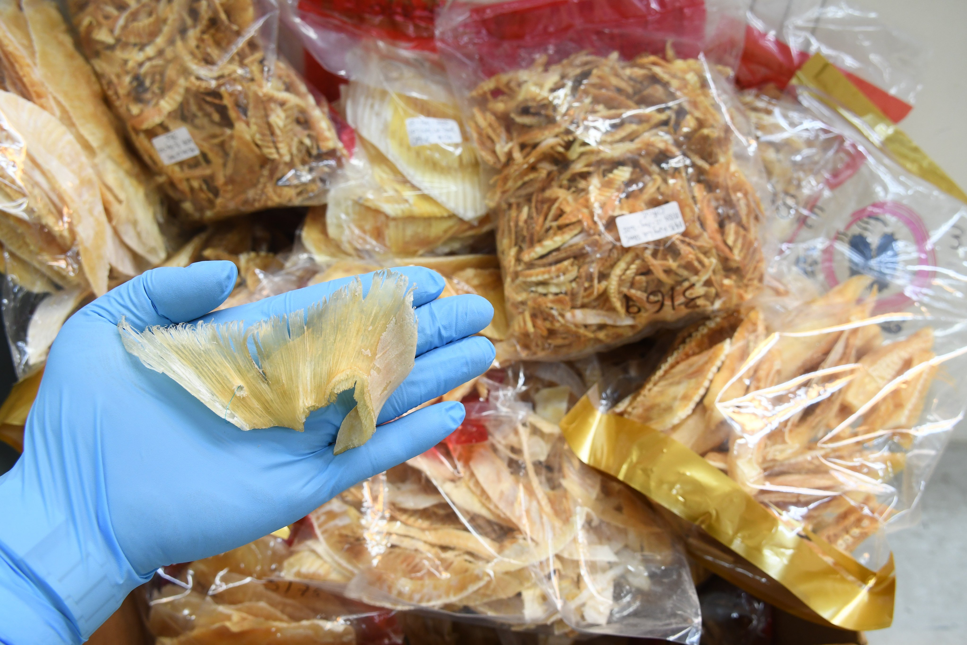 Fins from critically endangered scalloped hammerhead sharks were discovered among the samples analysed in the study. Photo: Handout