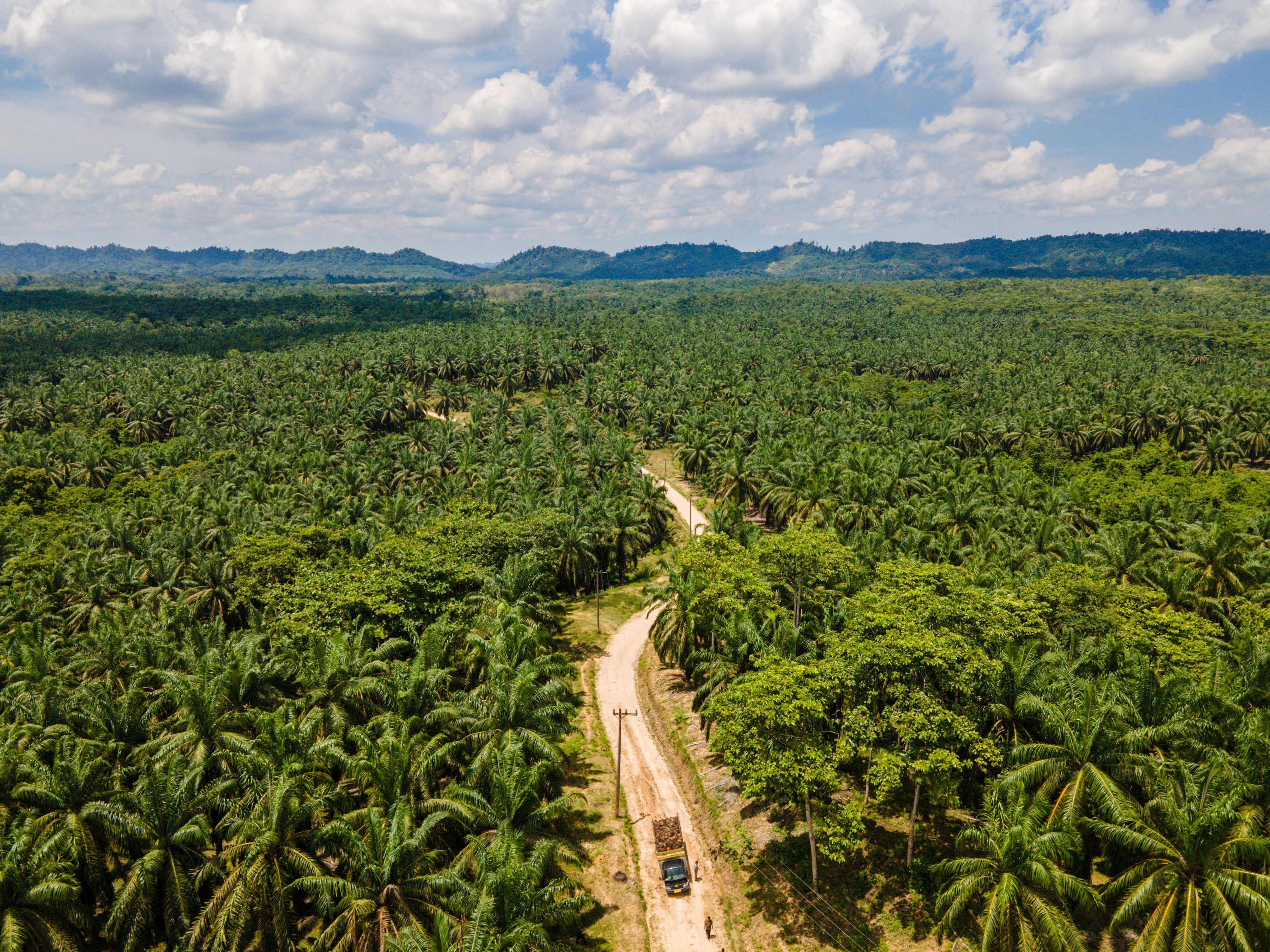 scmp.com - Bloomberg - New 'command economy'? Indonesia seizes land the size of Switzerland