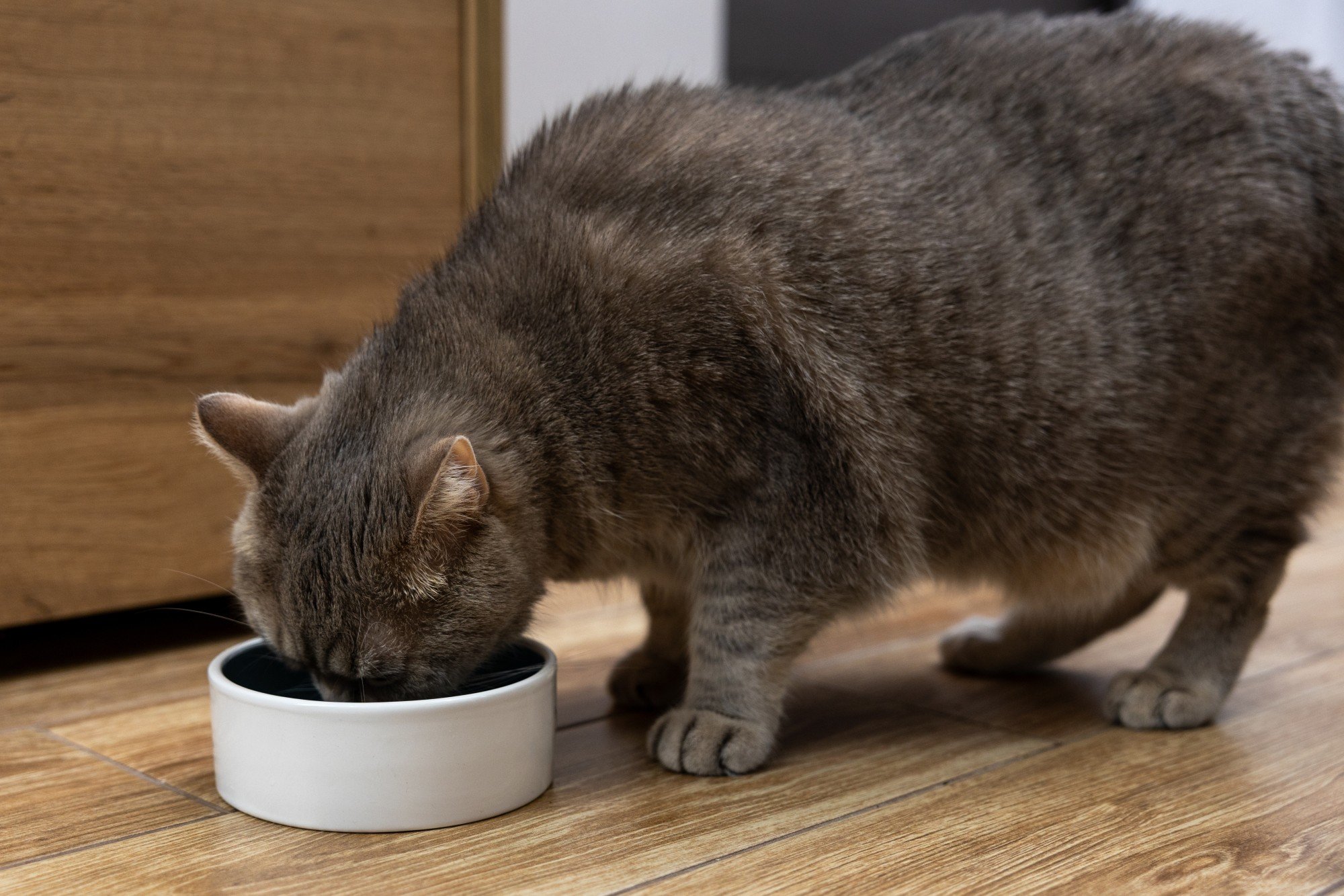 Some pet owners are wary of possible side effects from weight-loss drugs for animals. Photo: Shutterstock
