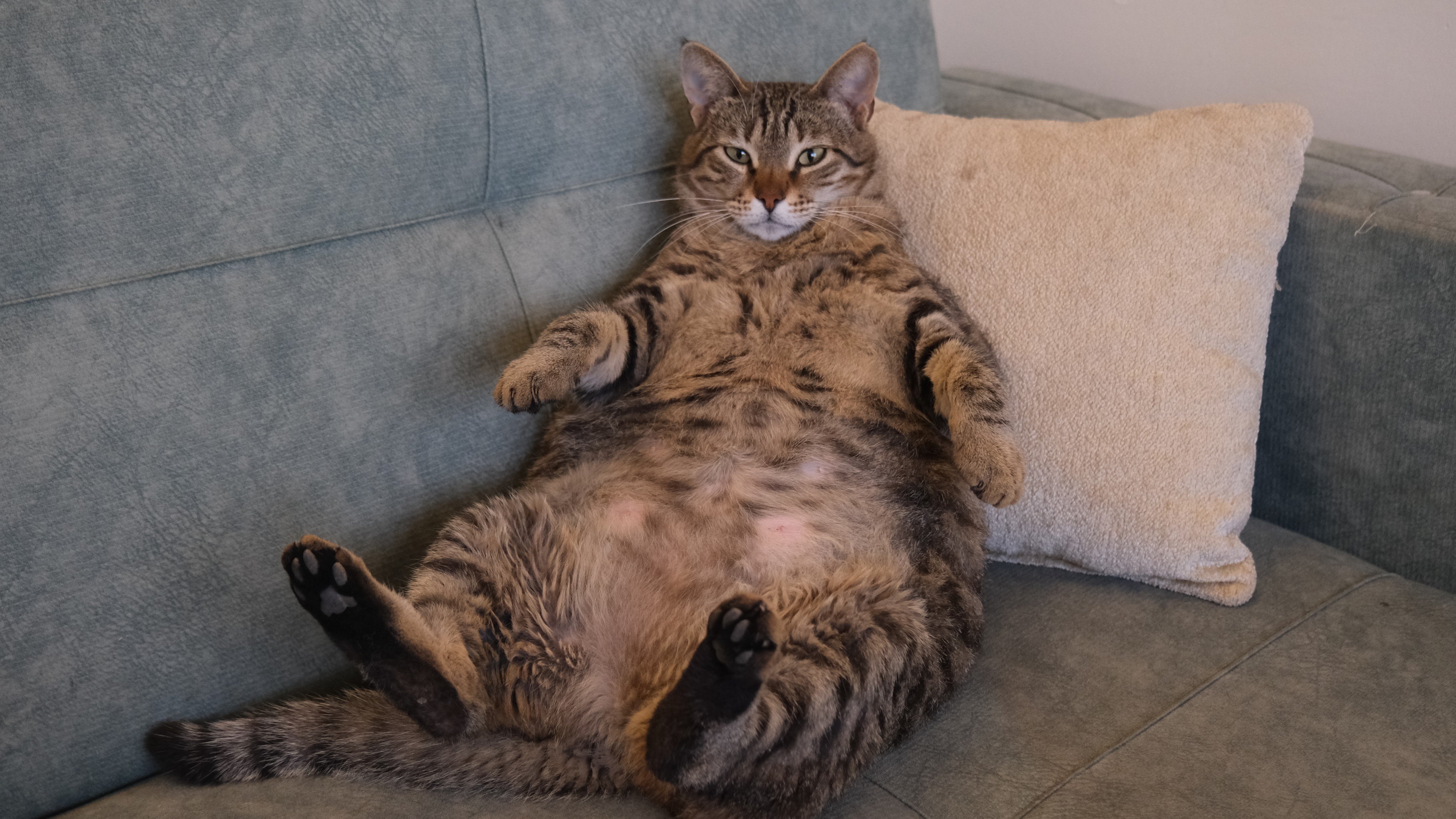 The total pet population in China reached 430 million in 2024, with nearly one-third of urban cats classified as obese, according to the China Pet Industry Association. Photo: Shutterstock