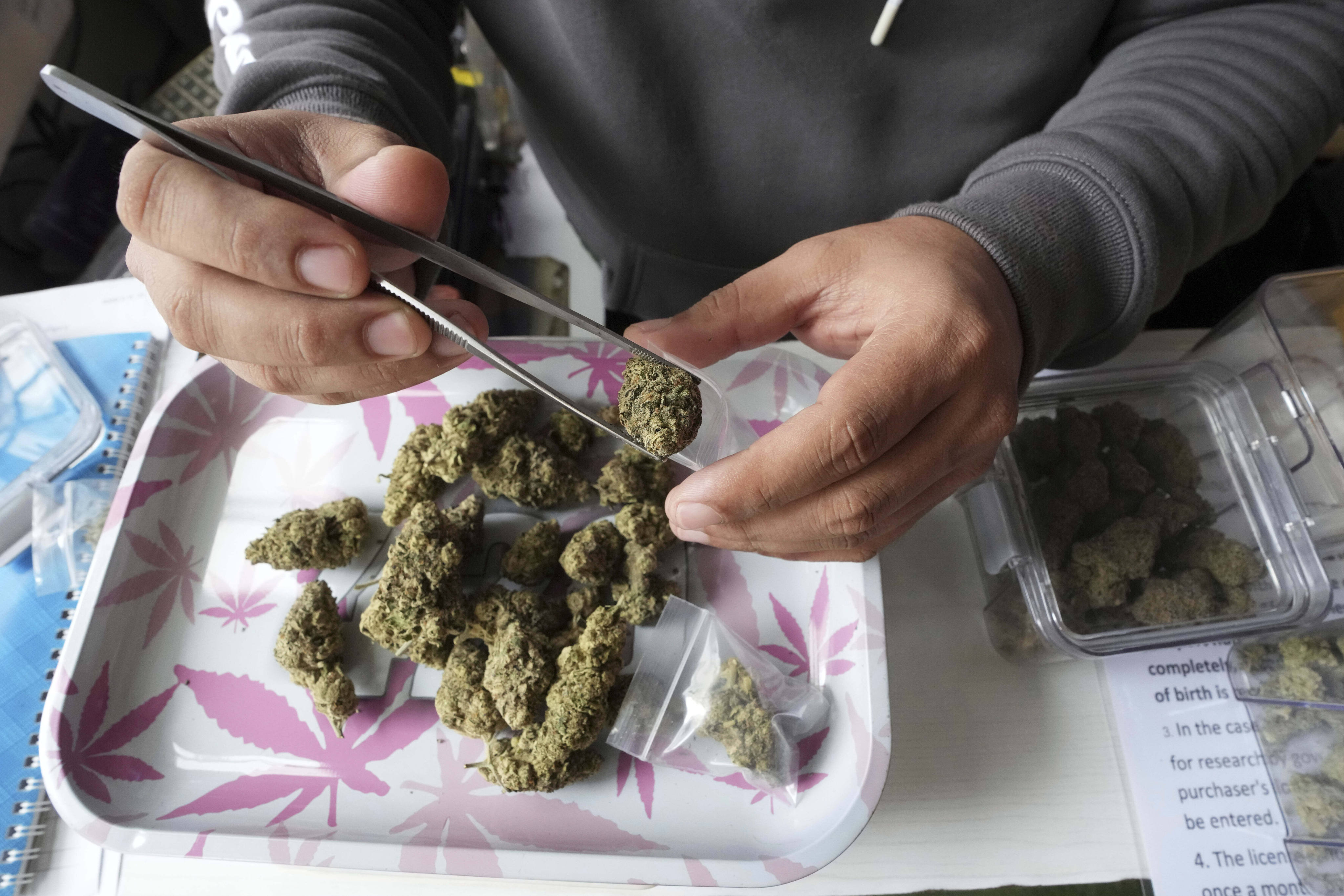 A staff member prepares a cannabis flower for a customer in Bangkok in June 2025, after Thailand banned sales without a prescription. Photo: AP