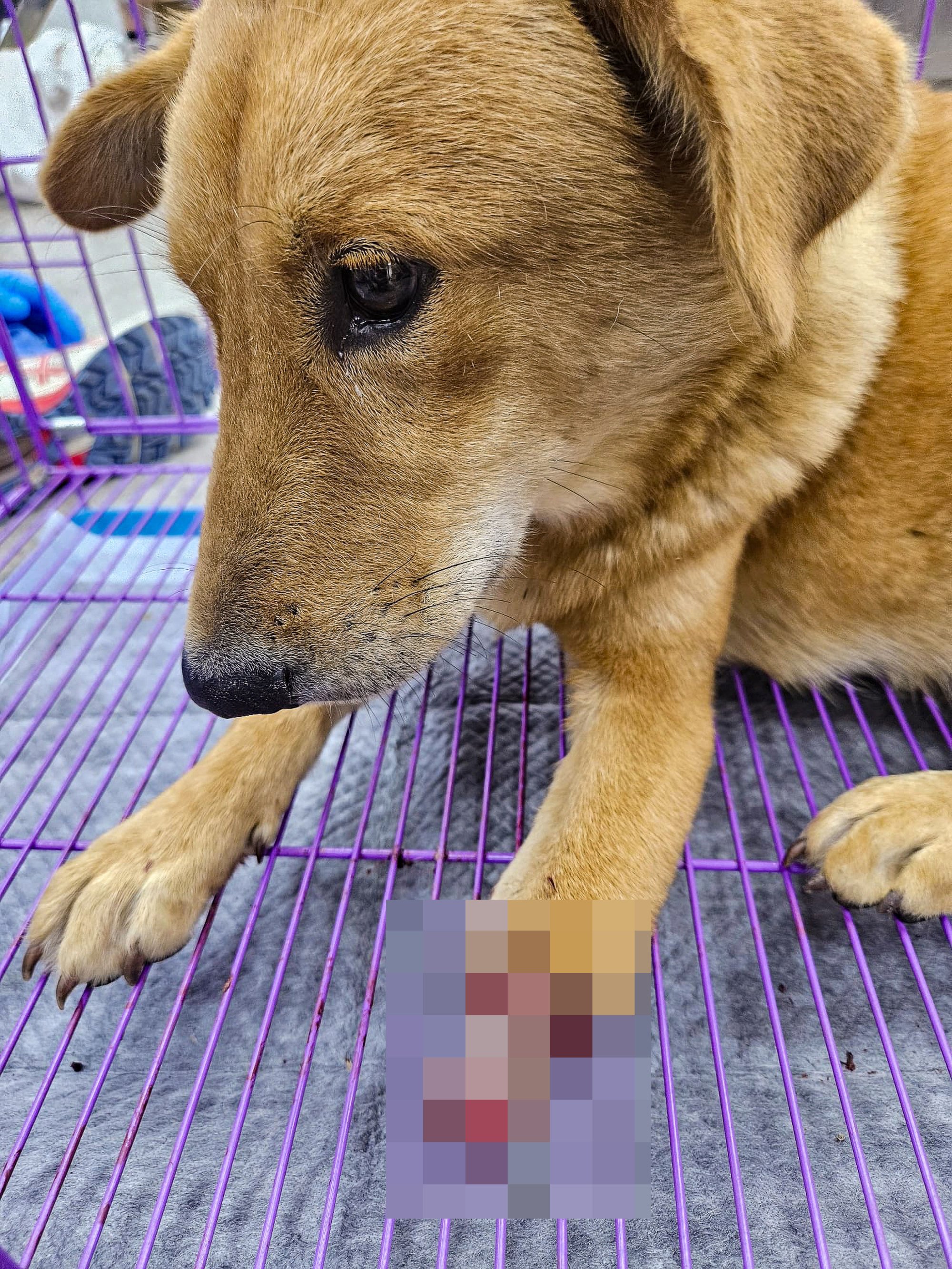 Some dog had to have their limbs amputated after being caught in traps illegally set by residents to catch wild boars. Photo: Handout