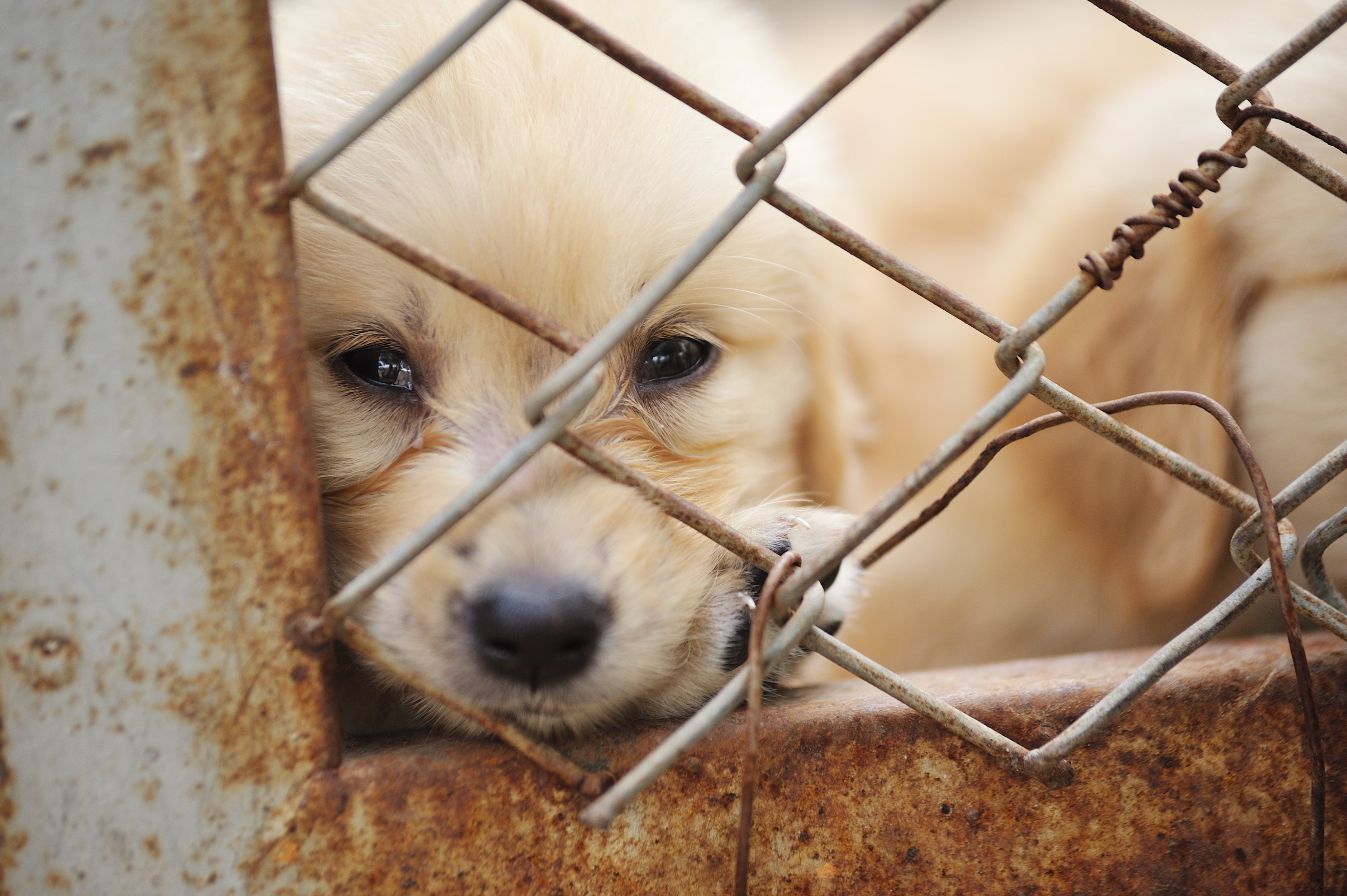 Great Britain prides itself on being a nation of dog lovers, but has a cruel practice the government wants to eradicate – puppy farms. Photo: Shutterstock