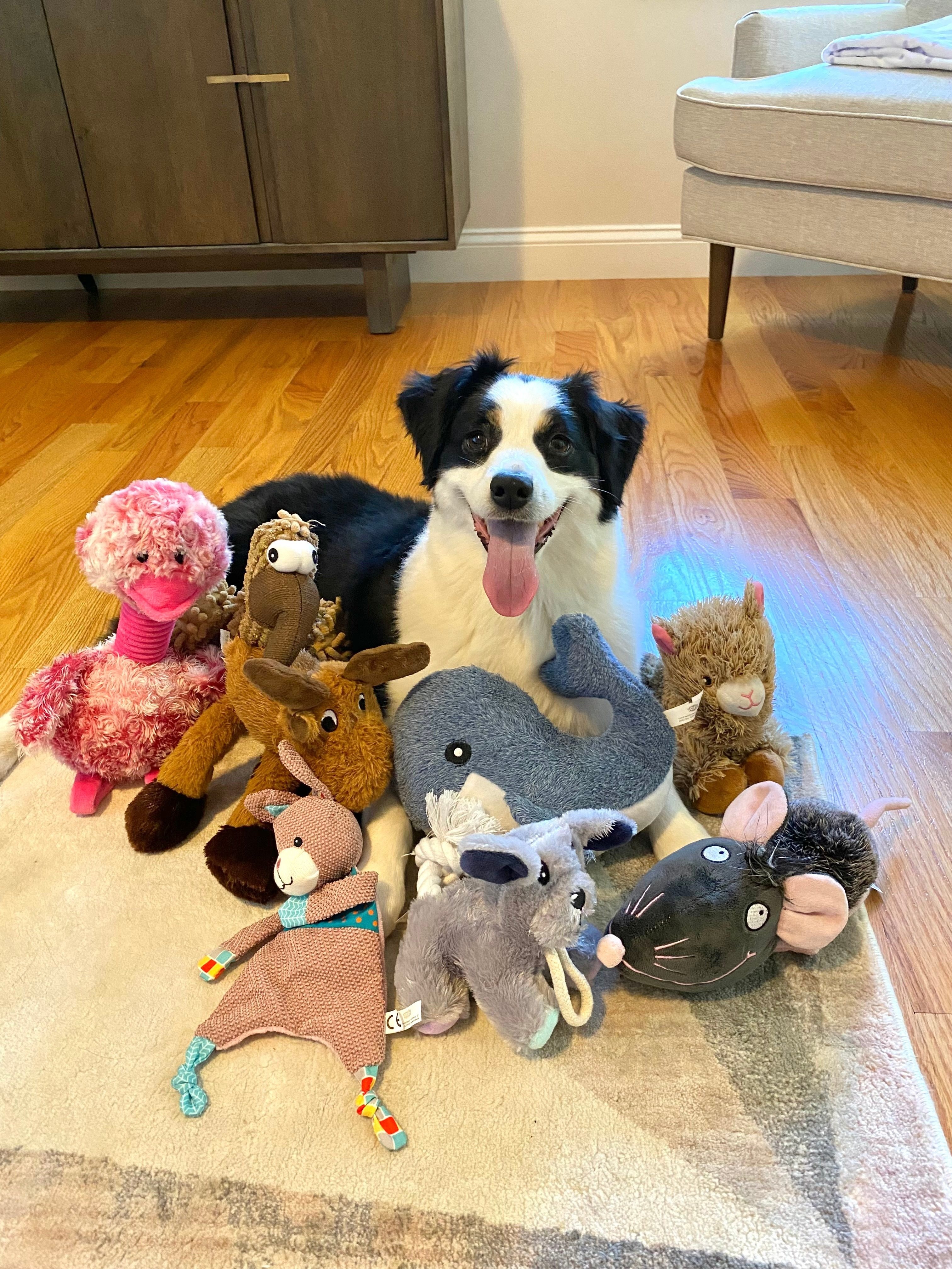 A dog named Mugsy in Massachusetts has learned the names of many of her toys. Photo: Francine Hannan/Shany Dror via AP
