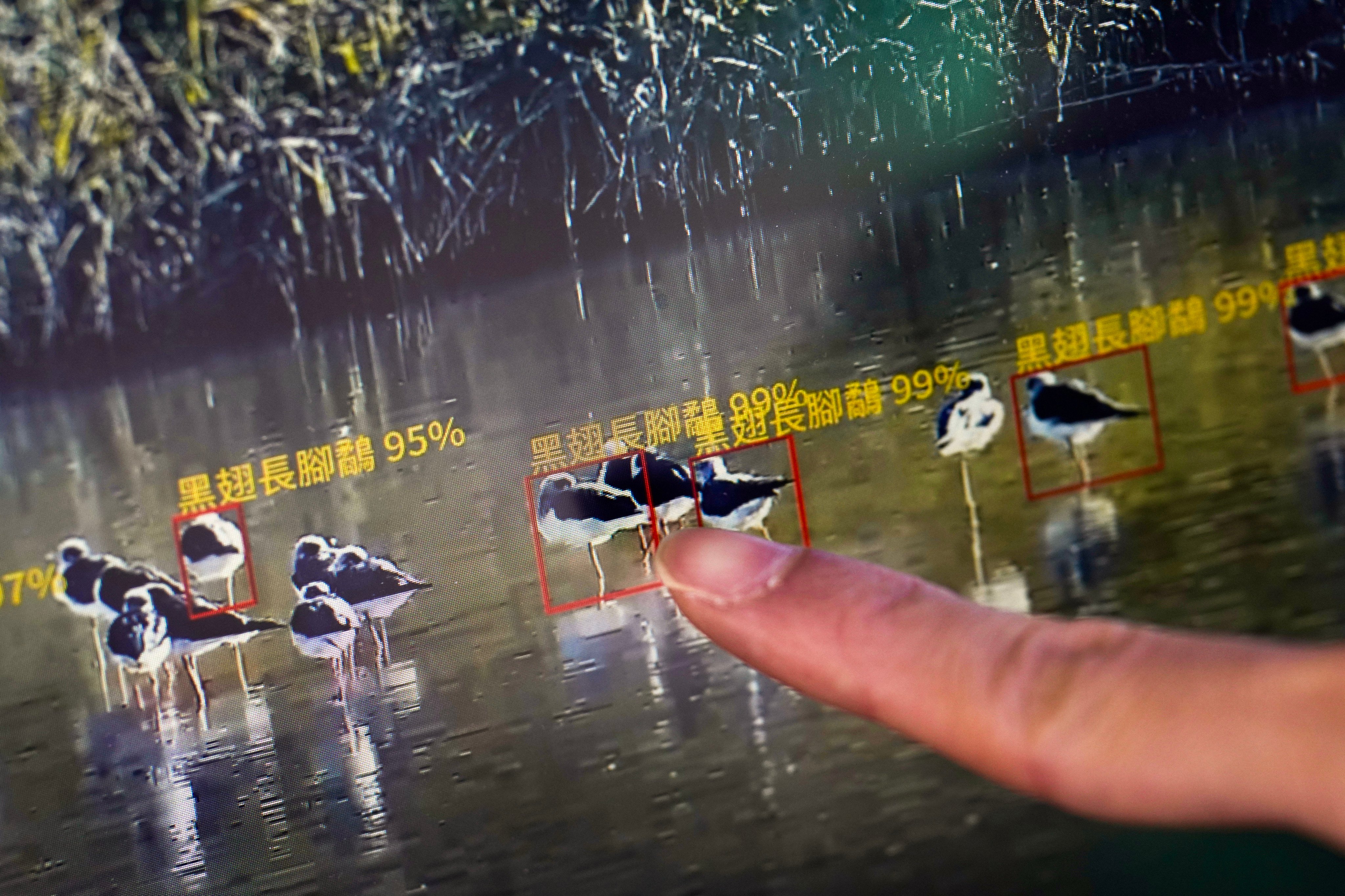The AI-powered bird monitoring system at Hong Kong Wetland Park identifies species through visual recognition. Photo: Karma Lo