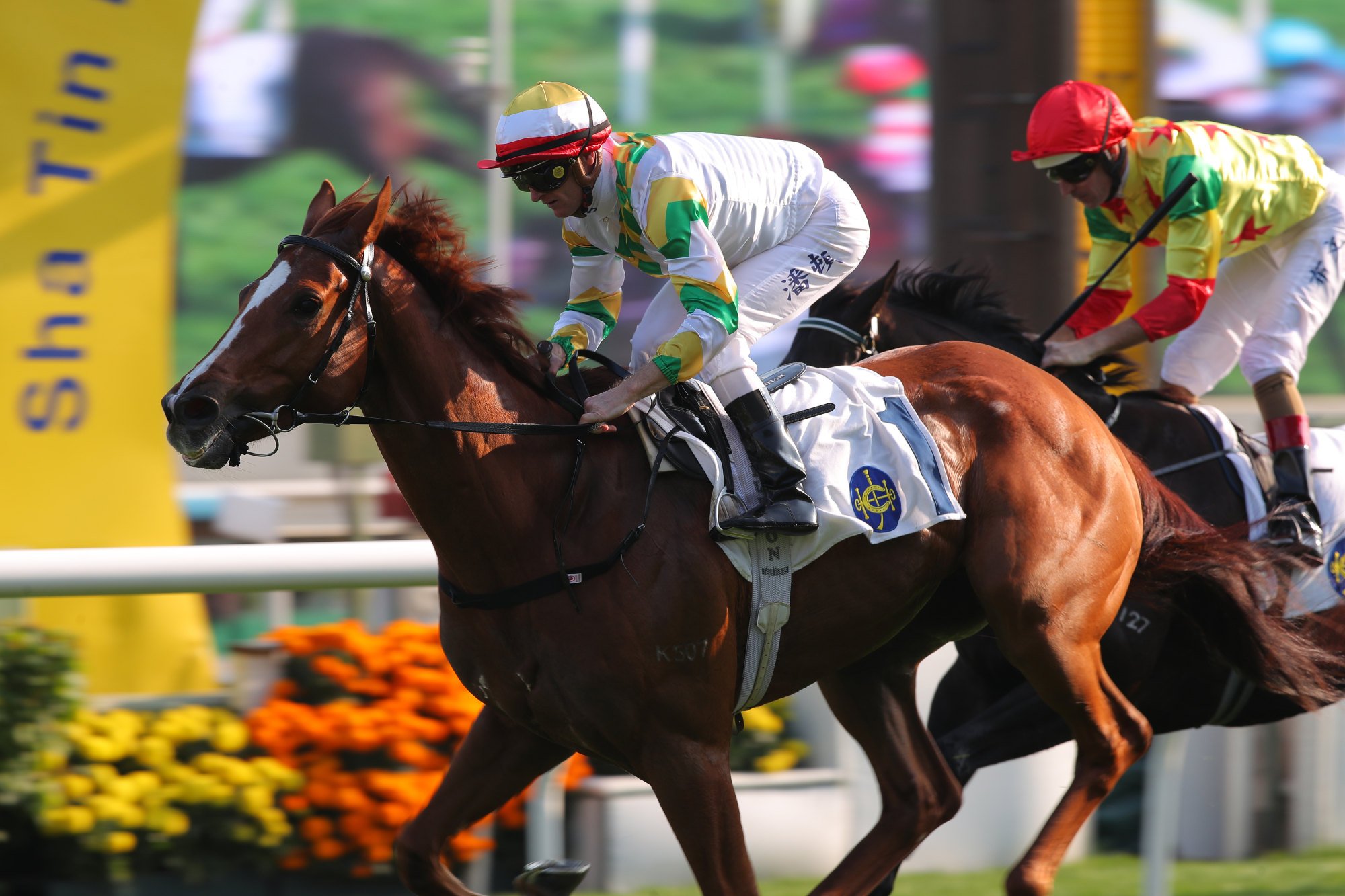 Sagacious Life shows real grit to win at Sha Tin.