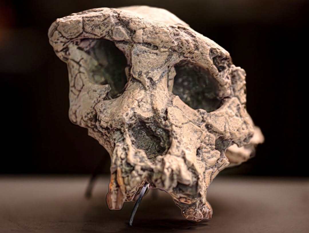 A new study of 7-million-year-old fossils has shed interesting insight on prehumans. Photo: Instagram/ Earthdotcom