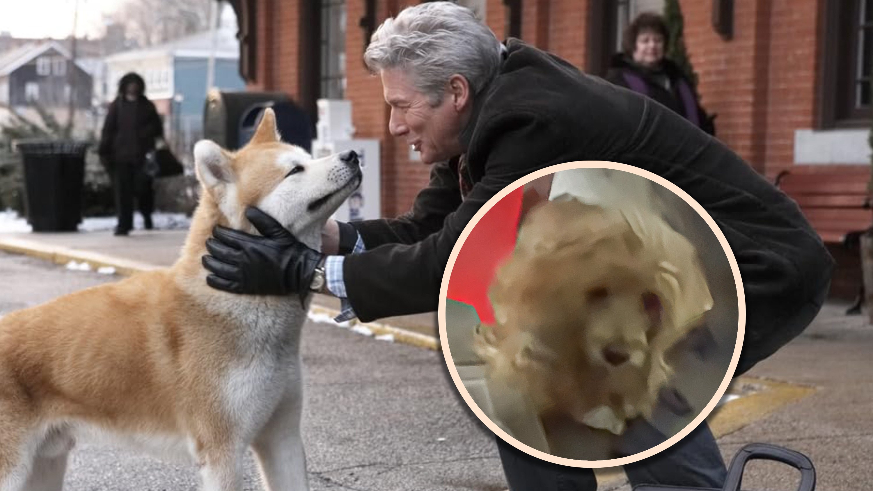 After a Shanghai man died in December 2025, his dog waited daily in the corridor for his return, touching many by its loyalty. Photo: SCMP composite/Douyin/IMDb