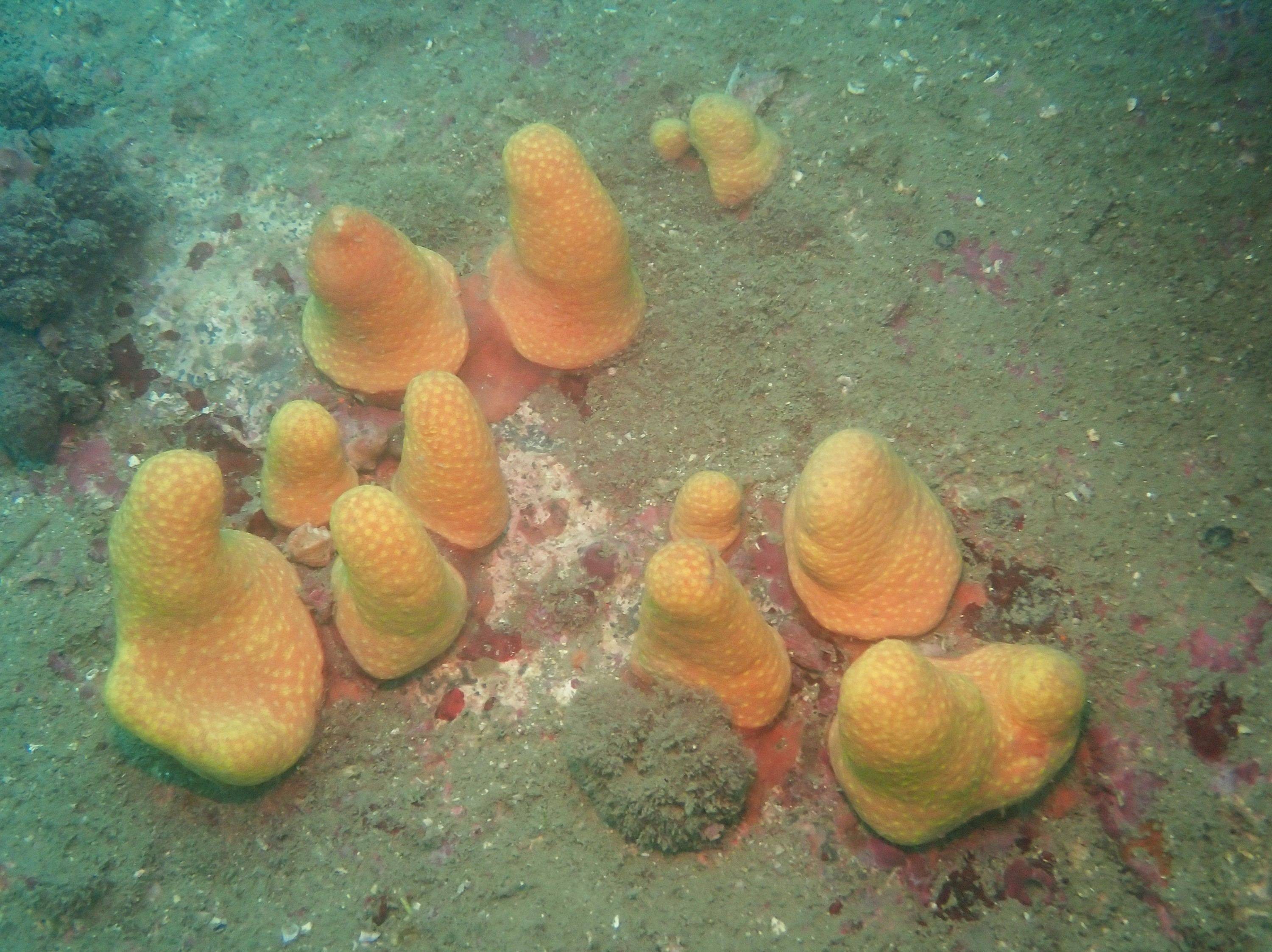 The newly discovered soft coral species, Paraminabea inflata, is seen off the coast of Hong Kong Island. Researchers from Baptist University announced the discovery of two corals, including one called Parasphaerasclera dimorpha, on January 5. Photo: Handout