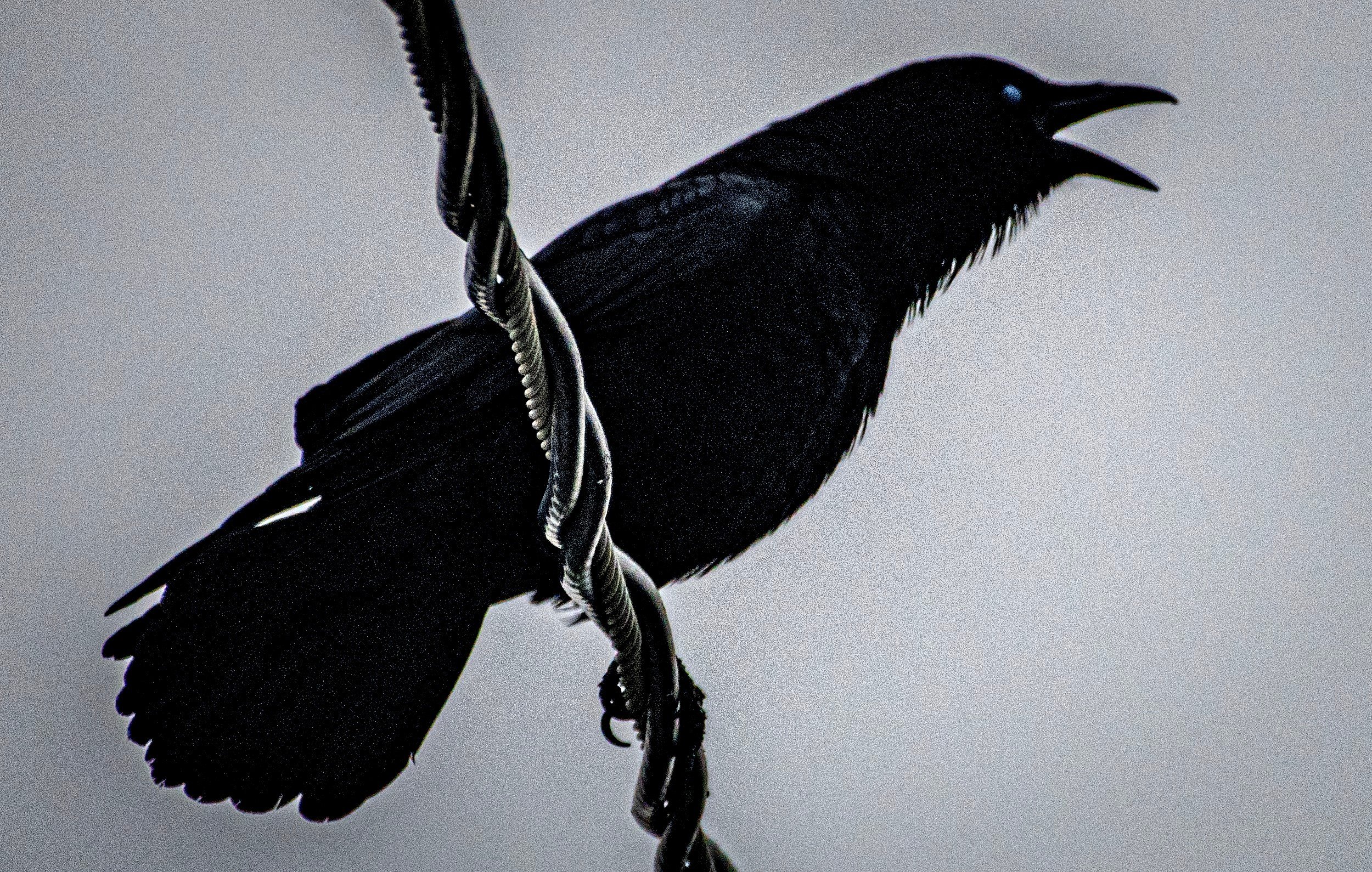 A crow caws from an overhead power line. A survey conducted in December showed the number of crows in Japan’s capital had fallen to less than 20 per cent of its early-2000s peak. Photo: dpa