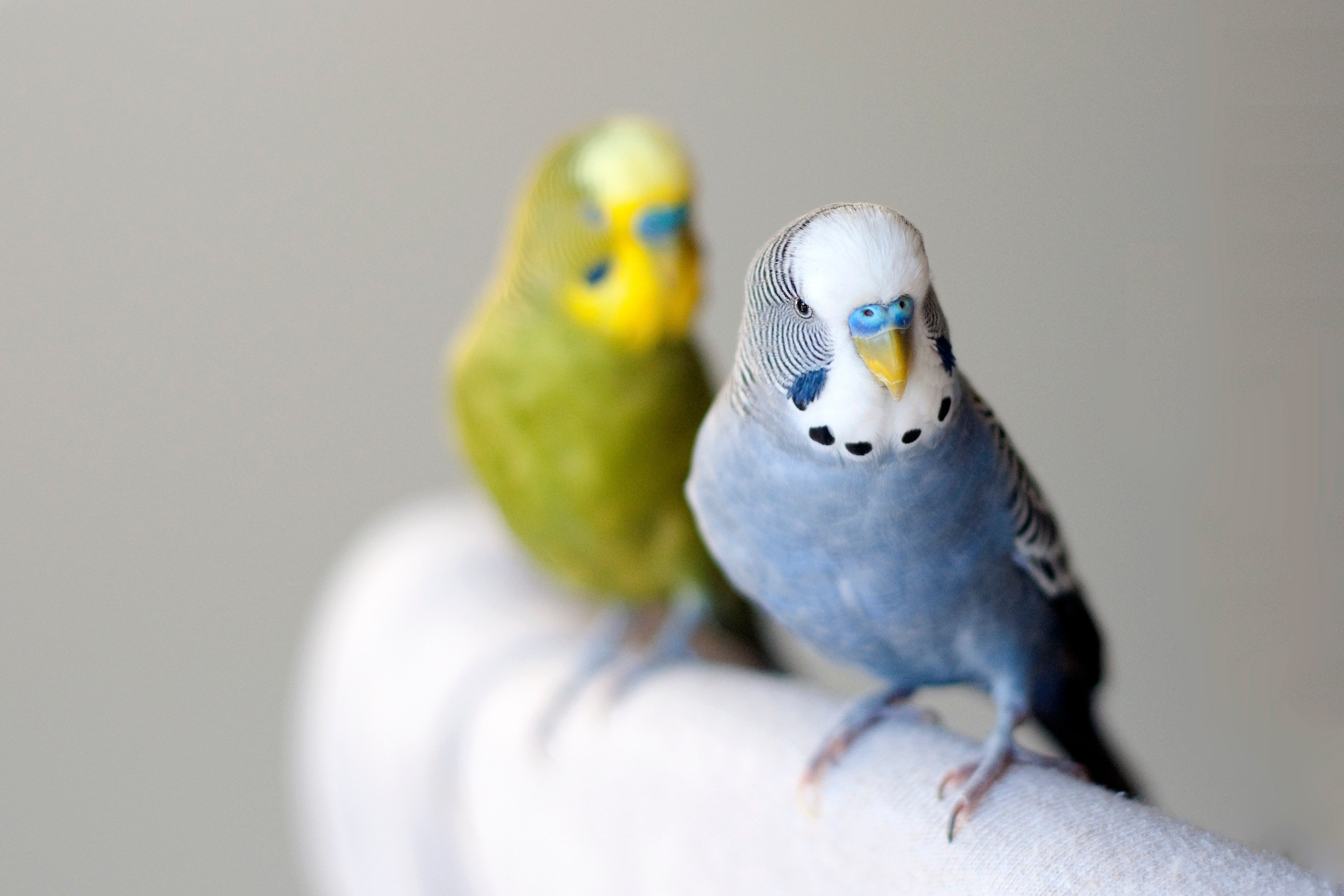 With two budgies, you will need a bigger cage. Photo: Shutterstock