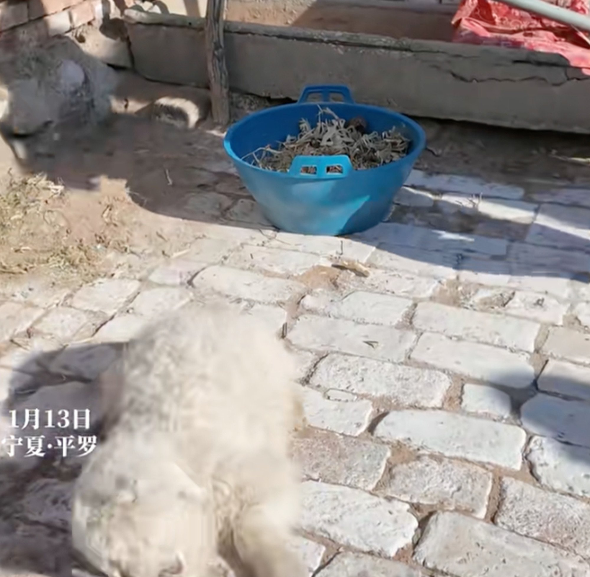 True to form, the “drama queen lamb” plays dead when a potential buyer approaches. Photo: Douyin