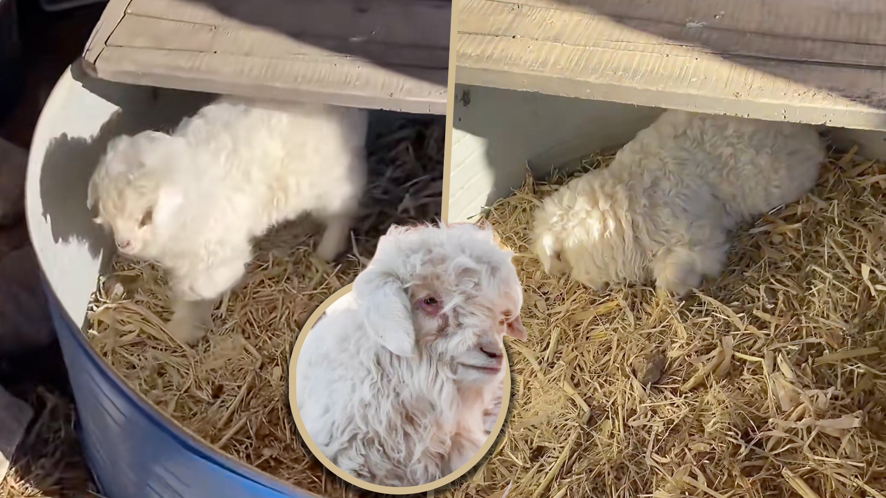 A lamb in China, dubbed the “drama queen,” went viral for pretending to be dead whenever a potential buyer approached it. Photo: SCMP composite/Sohu/RedNote