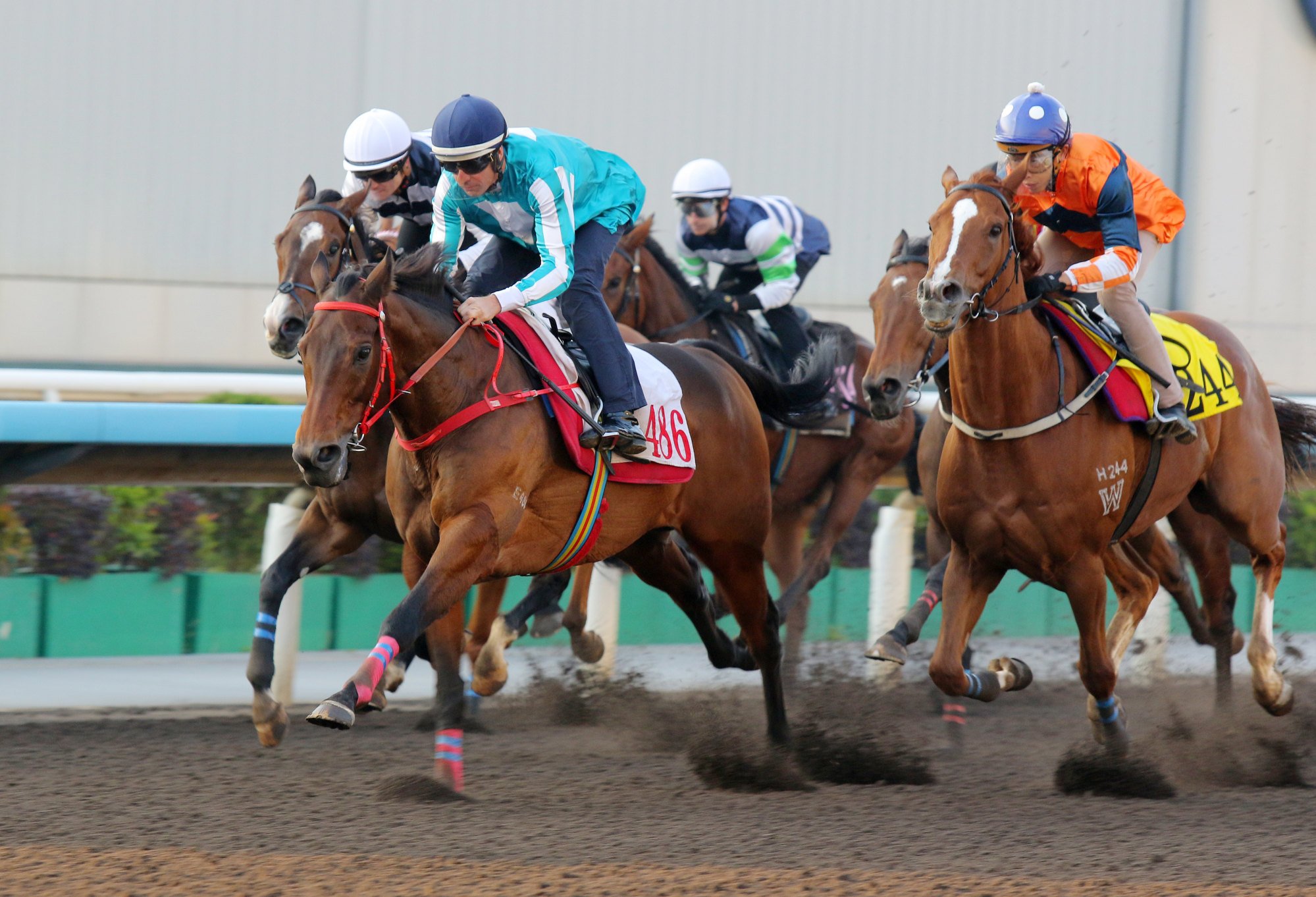 Romantic Warrior cruises to victory in a dirt trial on Tuesday morning under Hugh Bowman.
