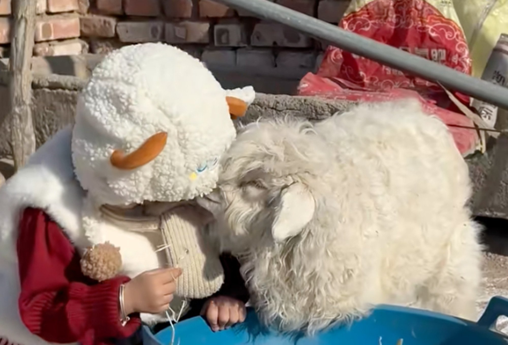 The “drama queen lamb” appears to only be friendly towards children. Photo: Douyin