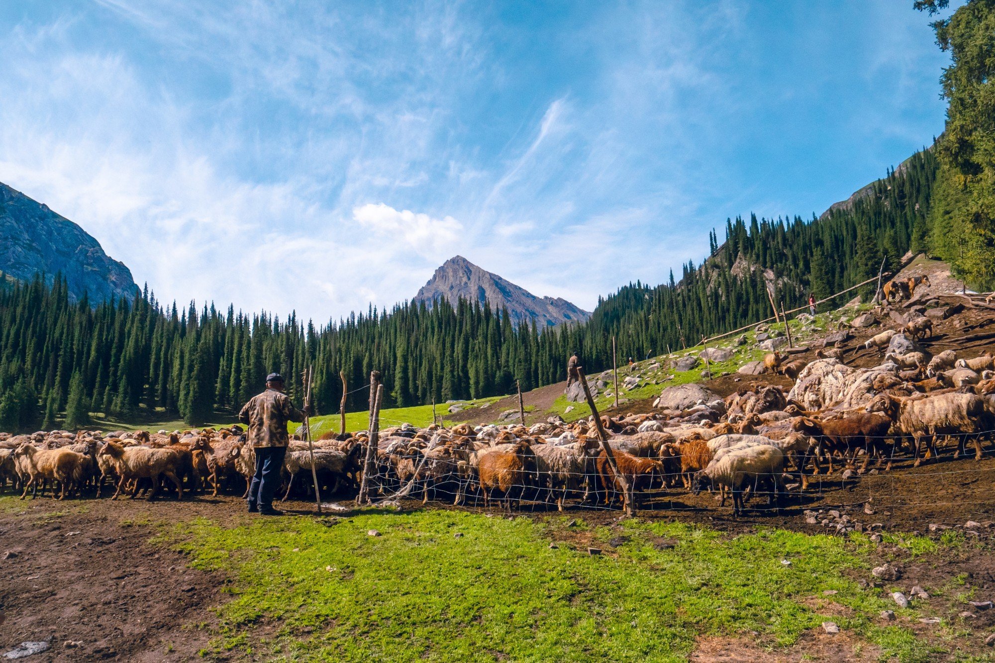 A farmer tends his flock of sheep in China. Social media observers say the lamb’s behaviour is worthy of an Oscar. Photo: Shutterstock