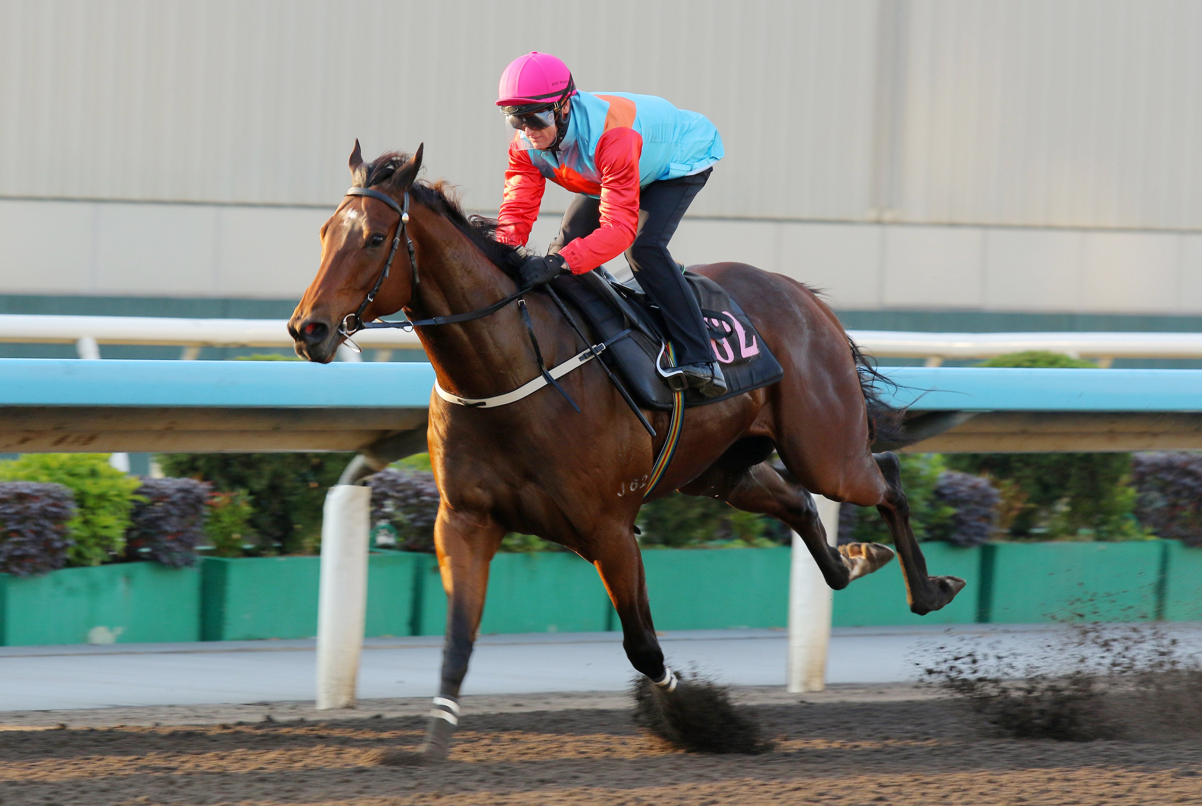 Ka Ying Rising trials impressively at Sha Tin. Photos: Kenneth Chan