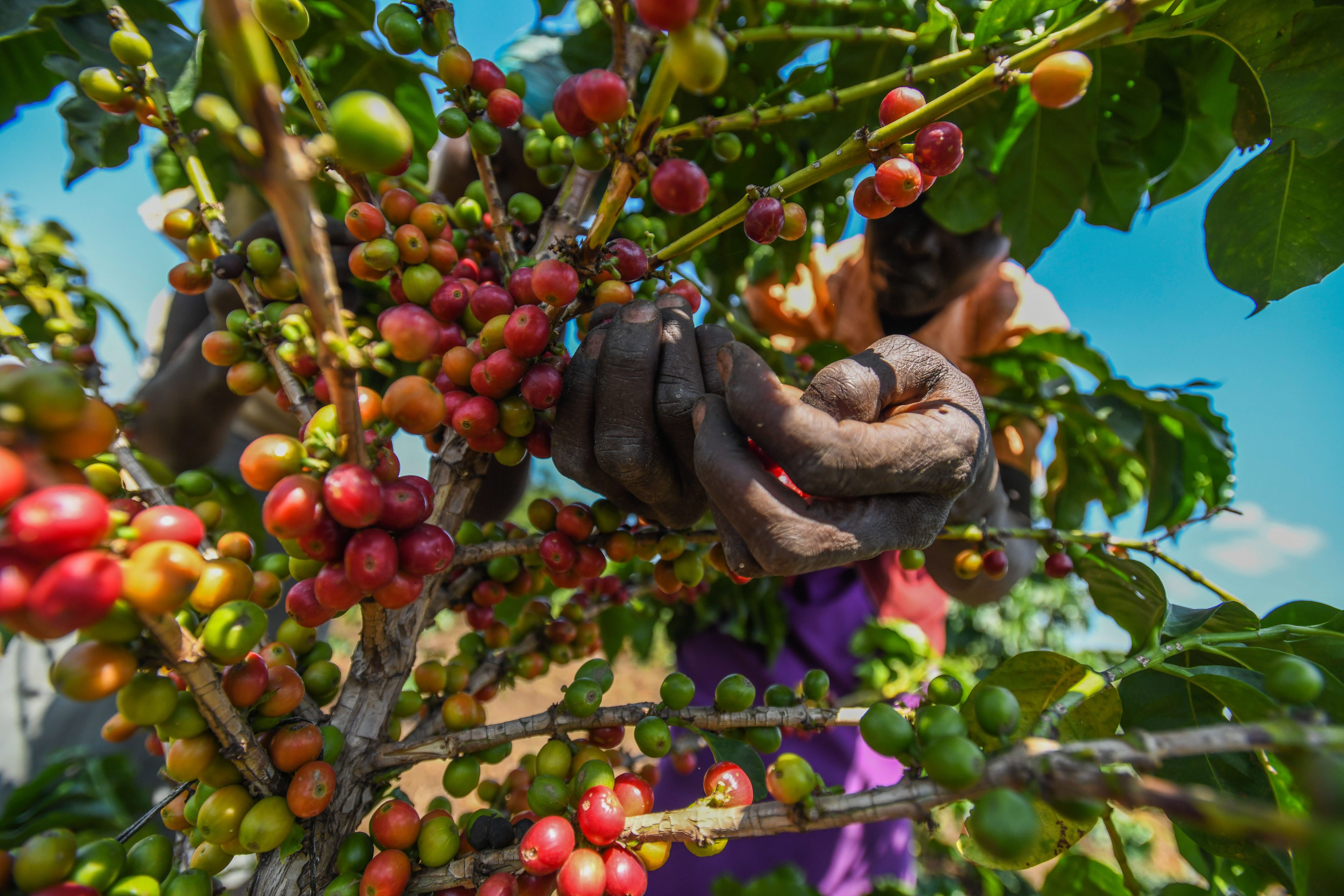 Coffee beans being harvested in Tindiret, Kenya. Duty-free access to China is expected to help Kenya leverage its agricultural economy. Photo: Anadolu Agency via Getty Images