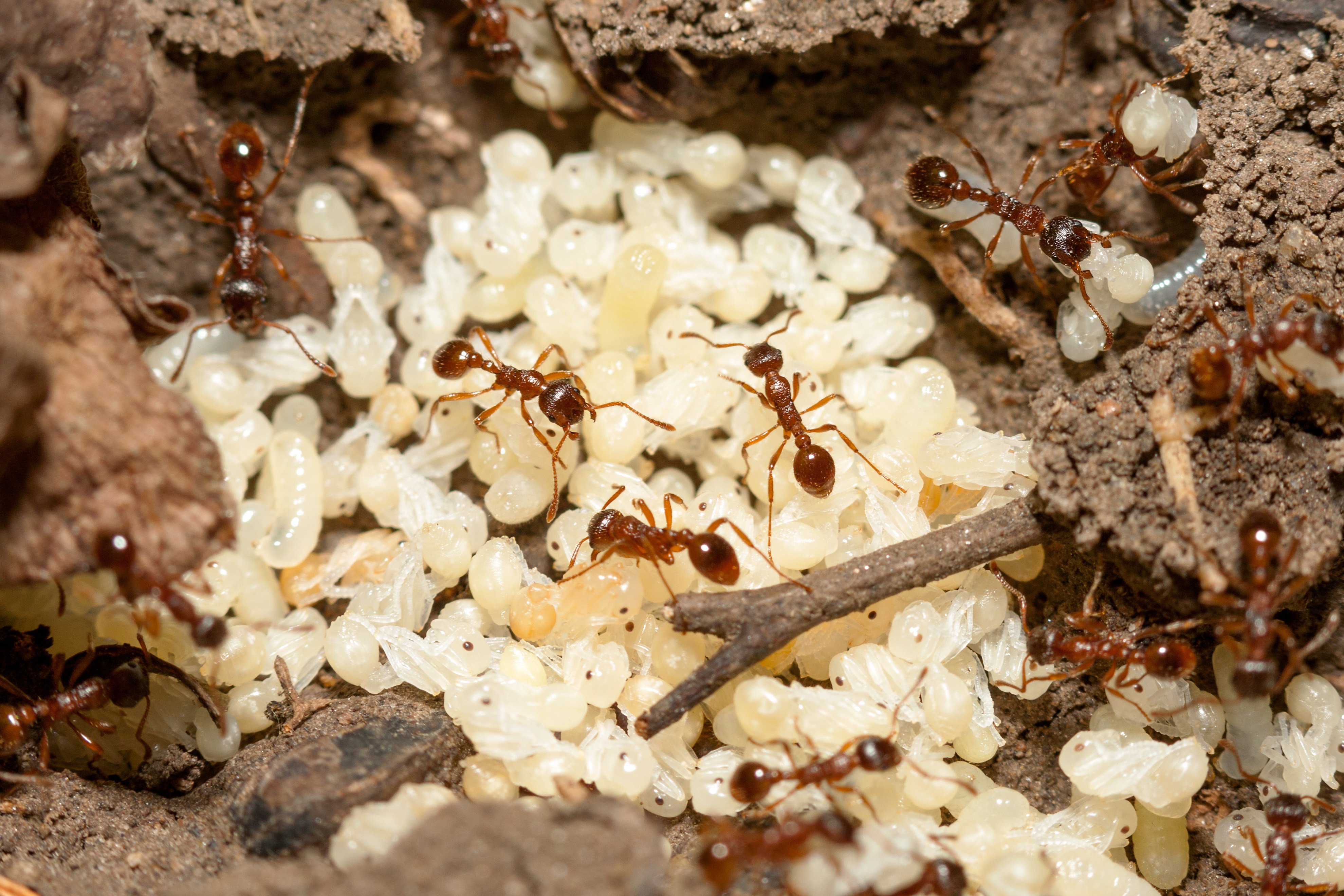 Young ants are still growing in 
their cocoons, so if they are sick, they cannot leave the colony to isolate themselves. Photo: Shutterstock